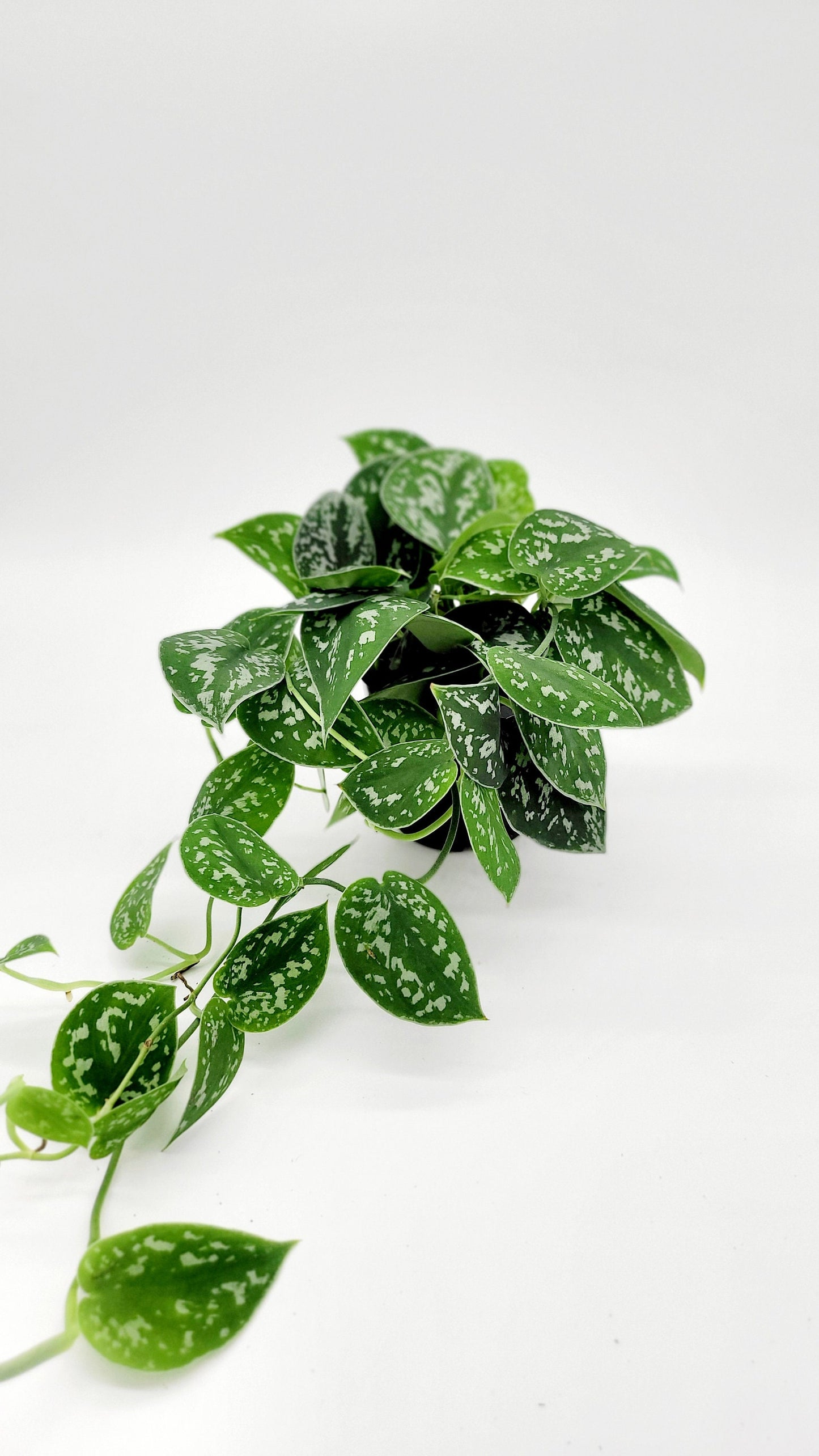 4" Satin Pothos • Silver Spotted Philodendron Live Plant • Scindapsus Pictus • Trailing Plants • Vine Plant • Tropical Climbing House Plant