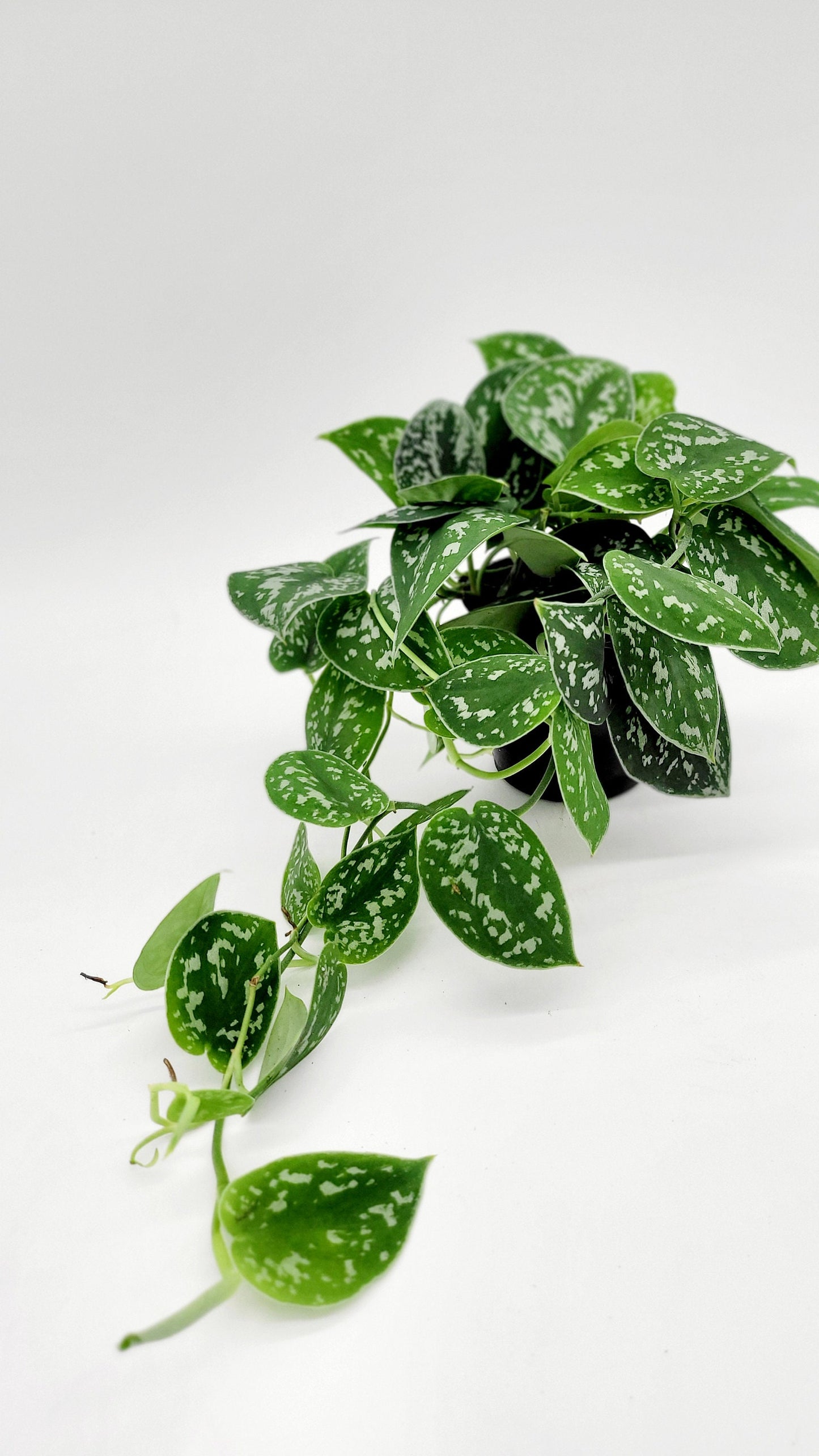 4" Satin Pothos • Silver Spotted Philodendron Live Plant • Scindapsus Pictus • Trailing Plants • Vine Plant • Tropical Climbing House Plant