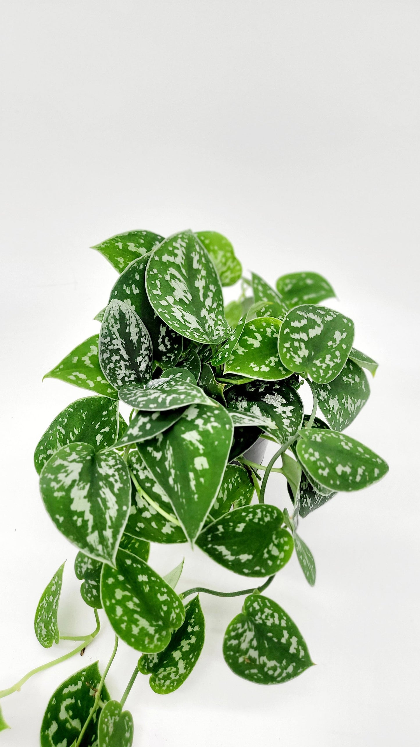 4" Satin Pothos • Silver Spotted Philodendron Live Plant • Scindapsus Pictus • Trailing Plants • Vine Plant • Tropical Climbing House Plant