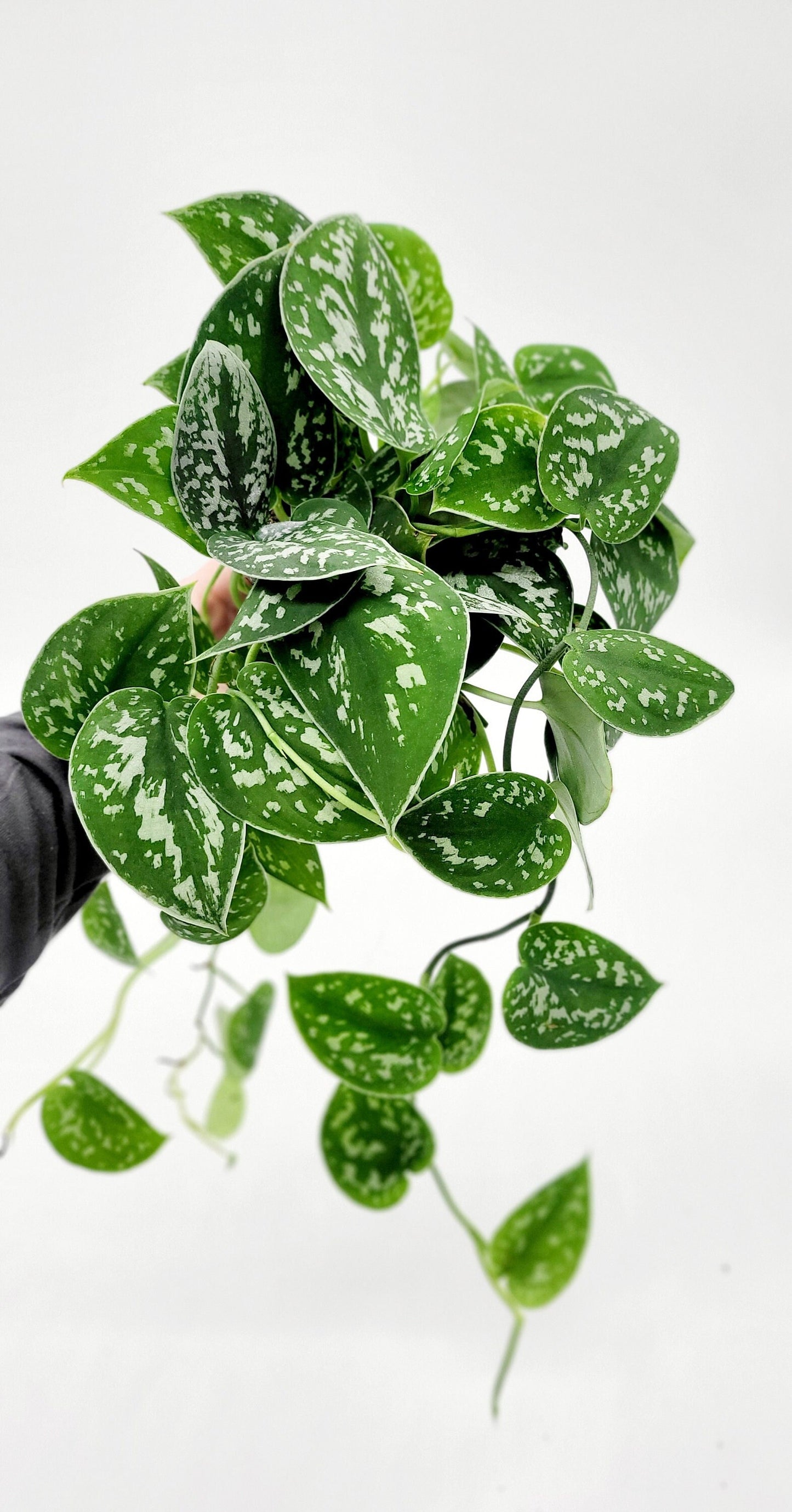 4" Satin Pothos • Silver Spotted Philodendron Live Plant • Scindapsus Pictus • Trailing Plants • Vine Plant • Tropical Climbing House Plant