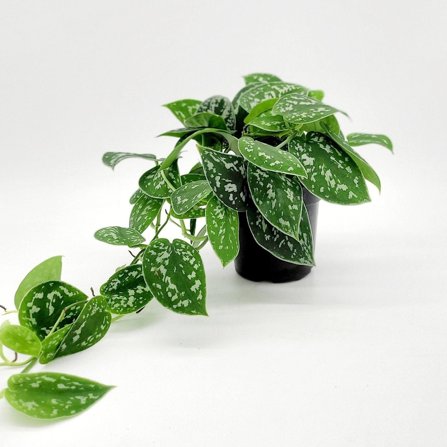 4" Satin Pothos • Silver Spotted Philodendron Live Plant • Scindapsus Pictus • Trailing Plants • Vine Plant • Tropical Climbing House Plant