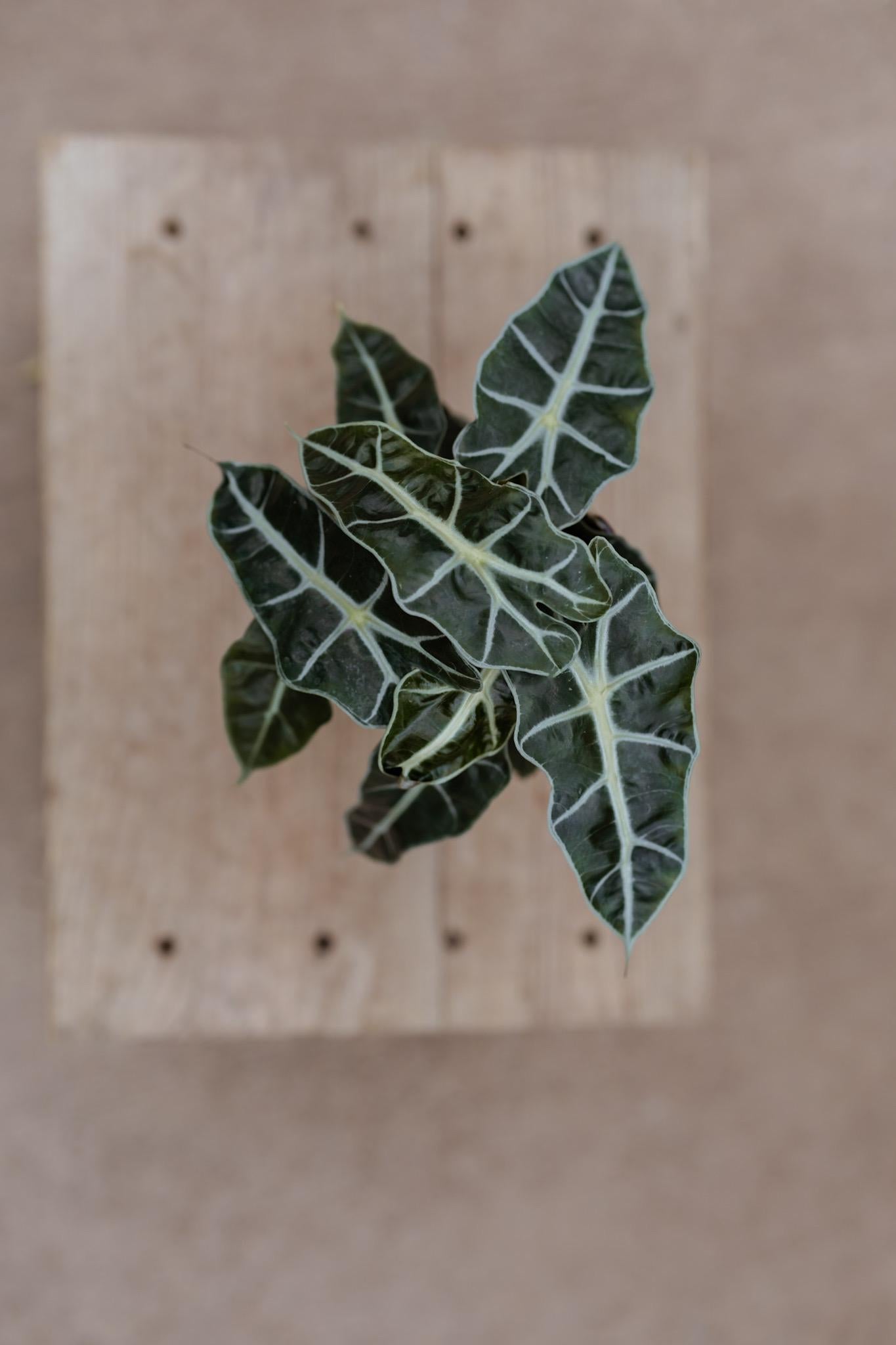 Alocasia Polly Plant in 4" Pot • Alocasia Amazonica • Live Indoor Plants • African Mask Plant • Air Purifying Plant • Elephant Ear Evergreen