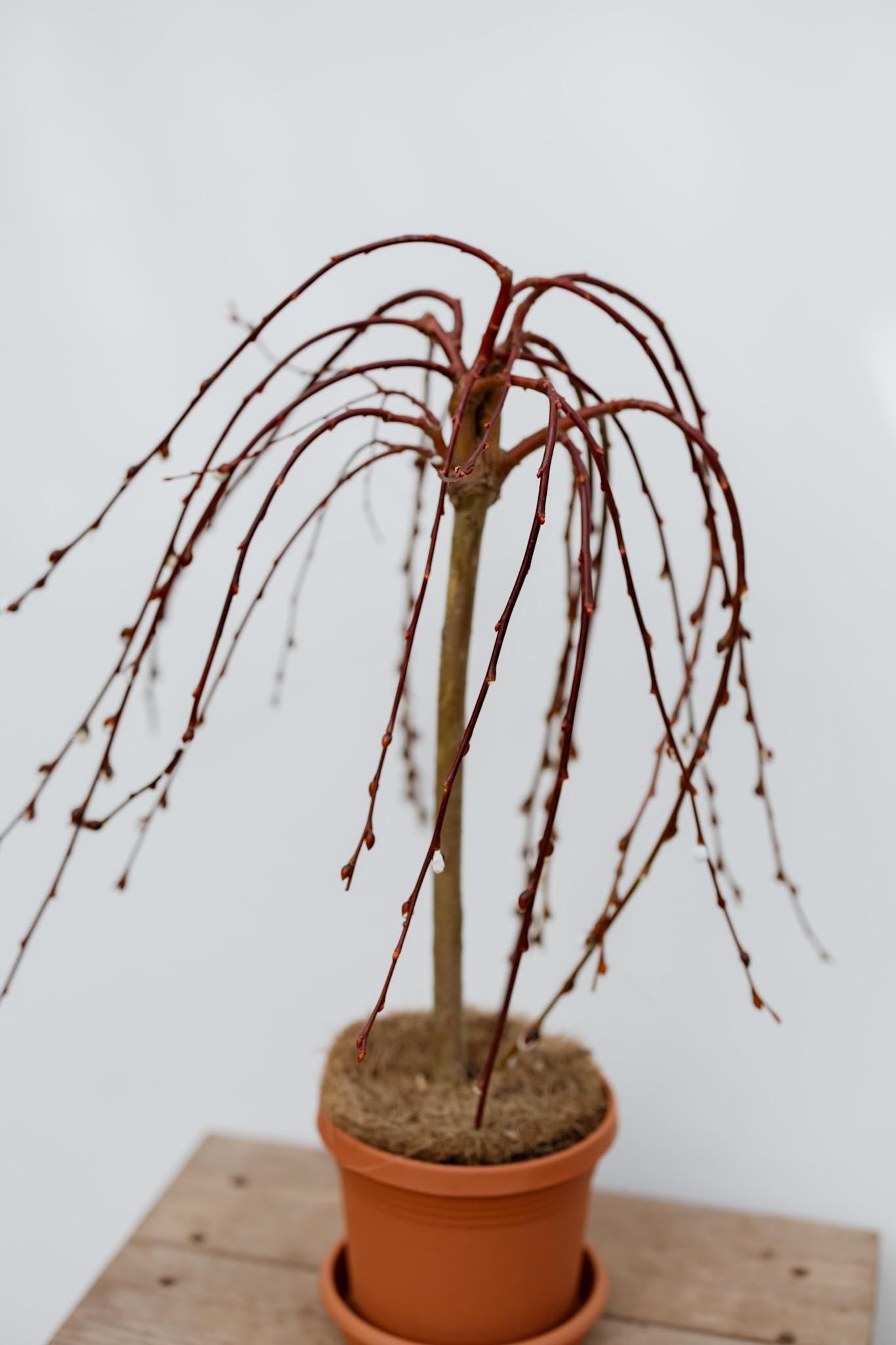 6" Weeping Pussy Willow Tree • Tree of Enchantment • Live Indoor Houseplant • Easy Plant • Housewarming Gift