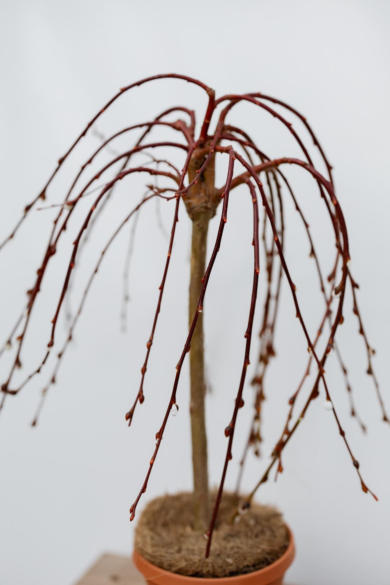 6" Weeping Pussy Willow Tree • Tree of Enchantment • Live Indoor Houseplant • Easy Plant • Housewarming Gift