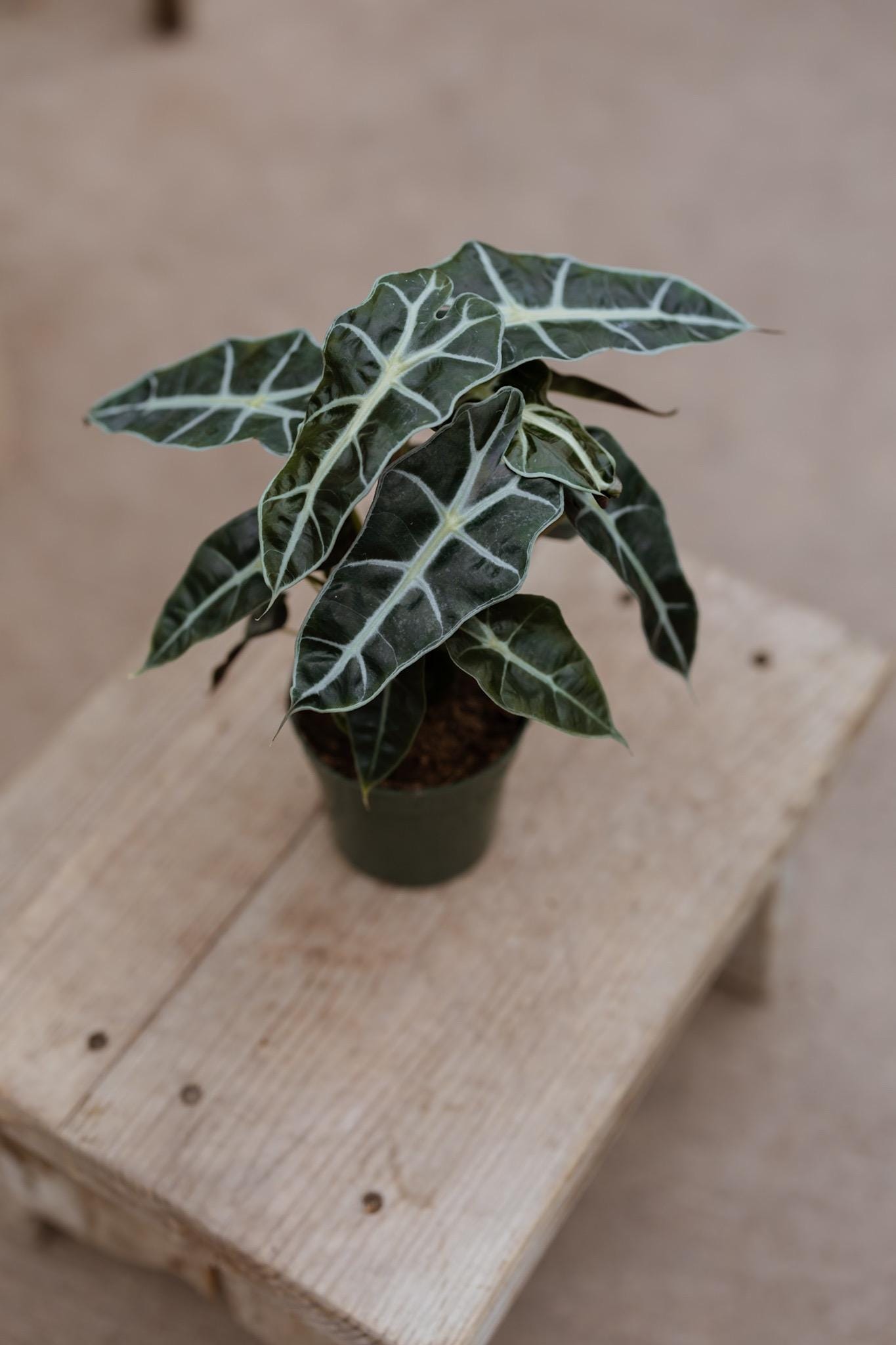 Alocasia Polly Plant in 4" Pot • Alocasia Amazonica • Live Indoor Plants • African Mask Plant • Air Purifying Plant • Elephant Ear Evergreen