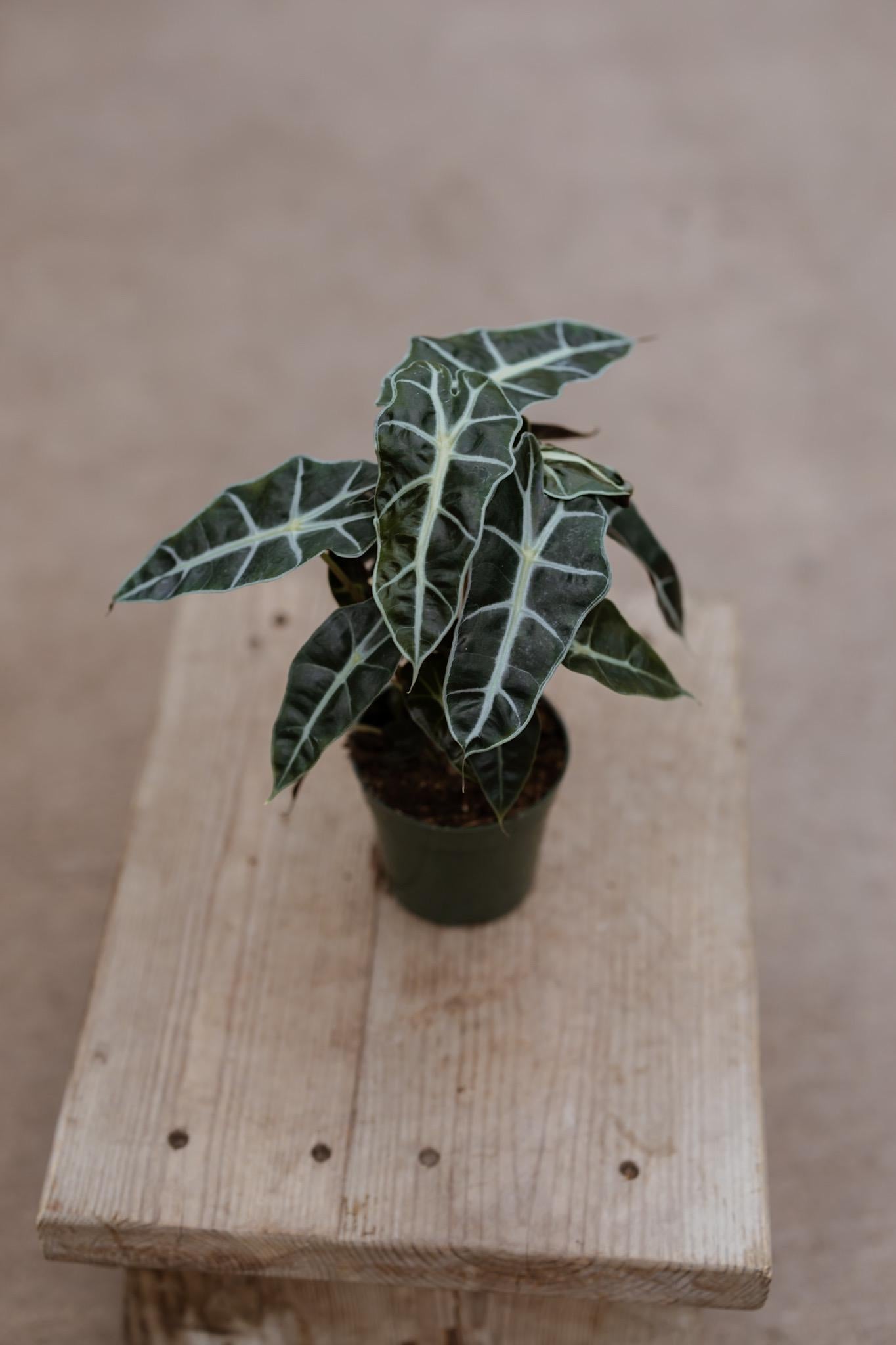Alocasia Polly Plant in 4" Pot • Alocasia Amazonica • Live Indoor Plants • African Mask Plant • Air Purifying Plant • Elephant Ear Evergreen