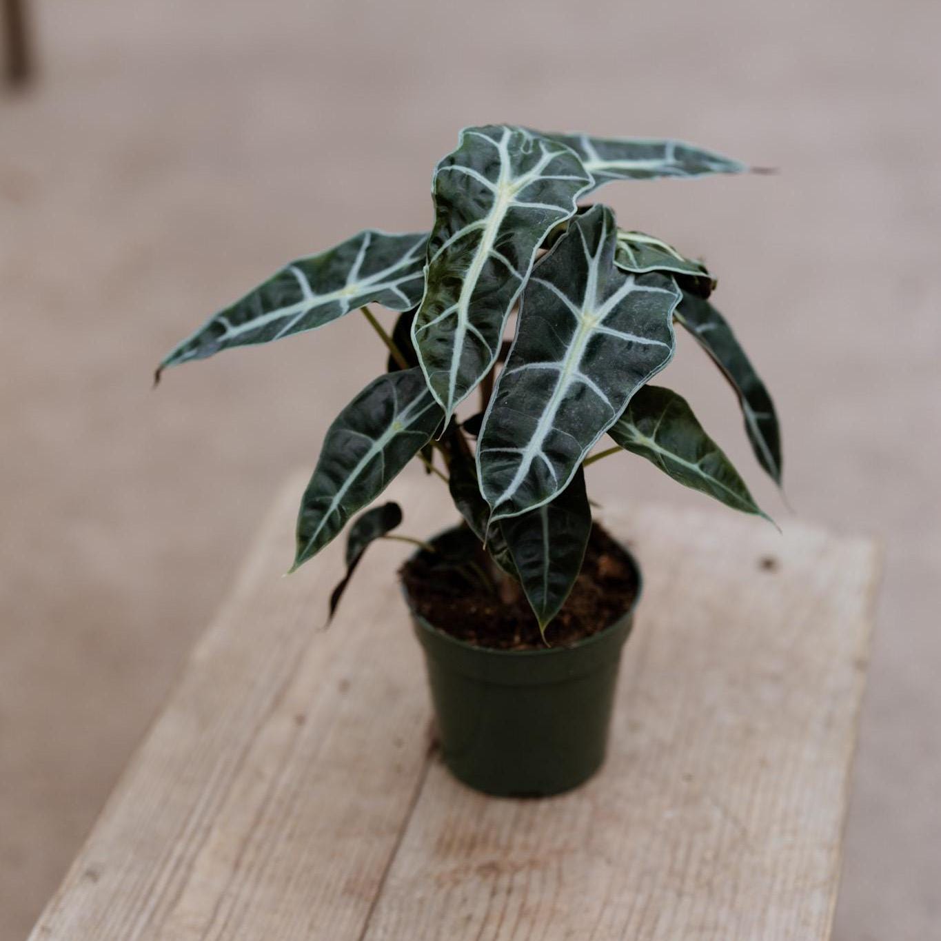 Alocasia Polly Plant in 4" Pot • Alocasia Amazonica • Live Indoor Plants • African Mask Plant • Air Purifying Plant • Elephant Ear Evergreen