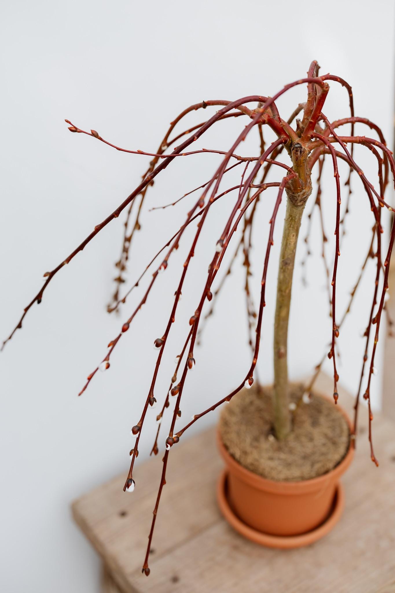 6" Weeping Pussy Willow Tree • Tree of Enchantment • Live Indoor Houseplant • Easy Plant • Housewarming Gift