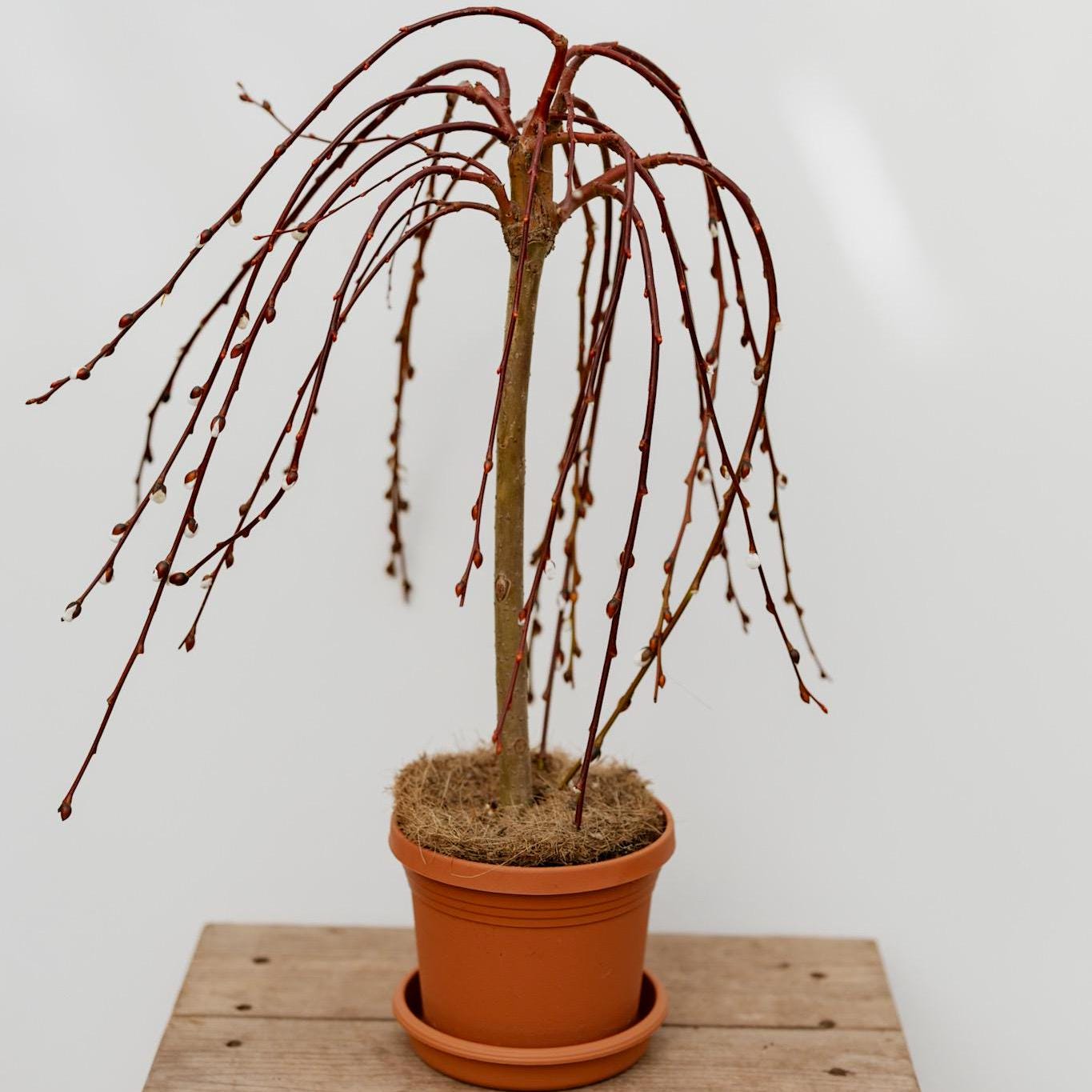 6" Weeping Pussy Willow Tree • Tree of Enchantment • Live Indoor Houseplant • Easy Plant • Housewarming Gift
