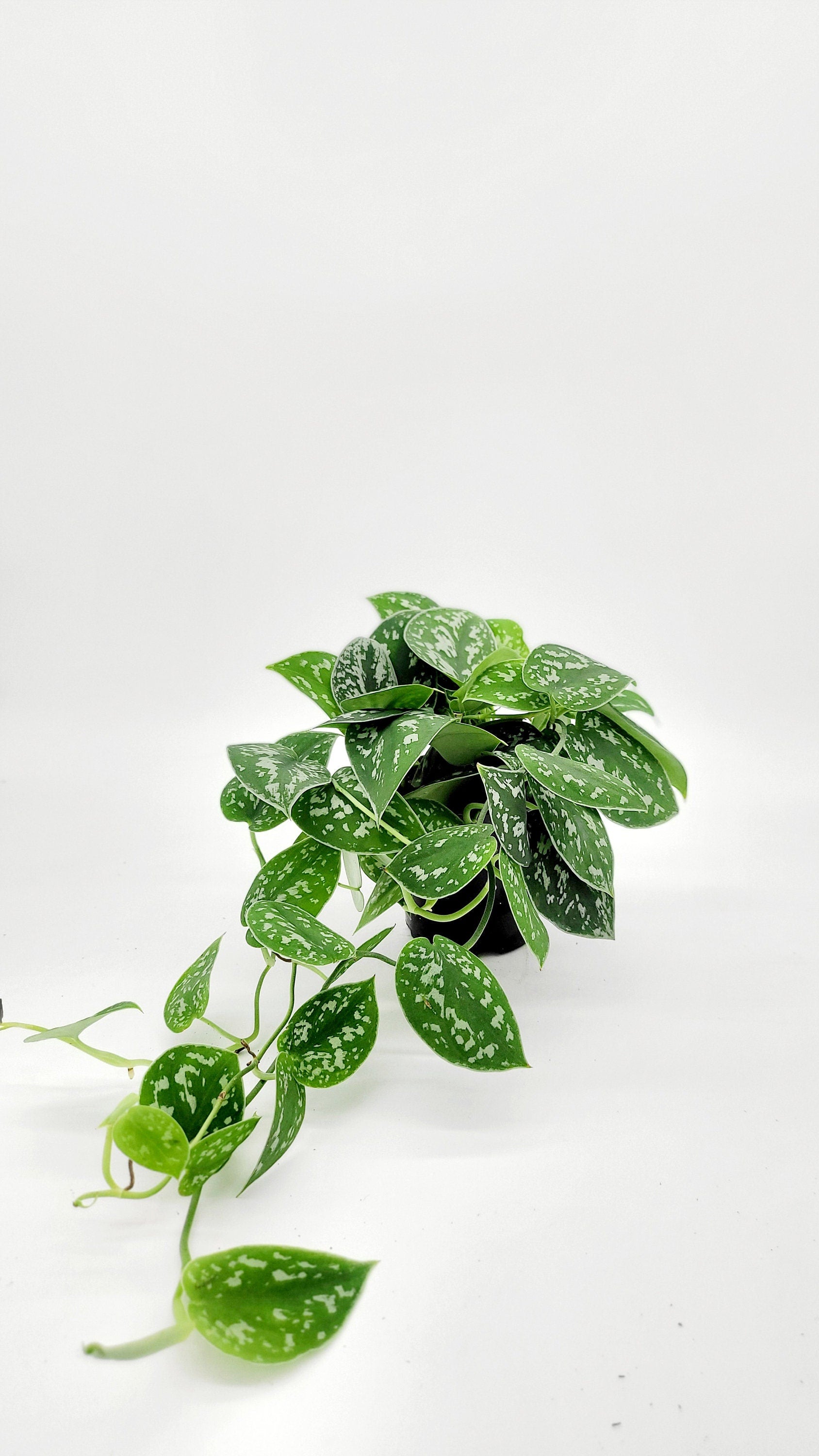 4" Satin Pothos • Silver Spotted Philodendron Live Plant • Scindapsus Pictus • Trailing Plants • Vine Plant • Tropical Climbing House Plant