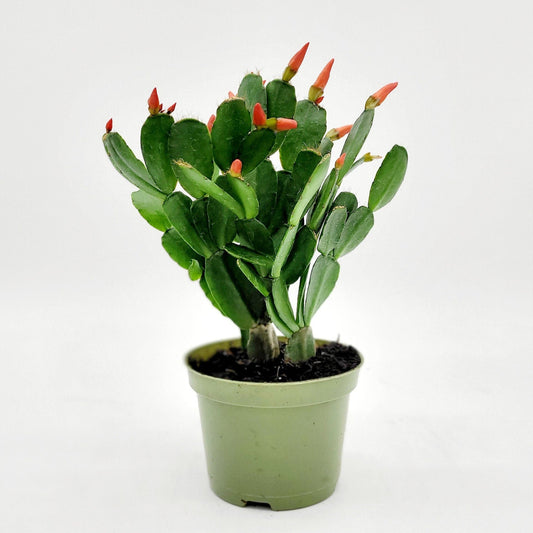 4" Easter Cactus with Flowers • Rare Live Plants • Tropical Desk Plant • Live Indoor House Plant • Thanksgiving Cactus Plant