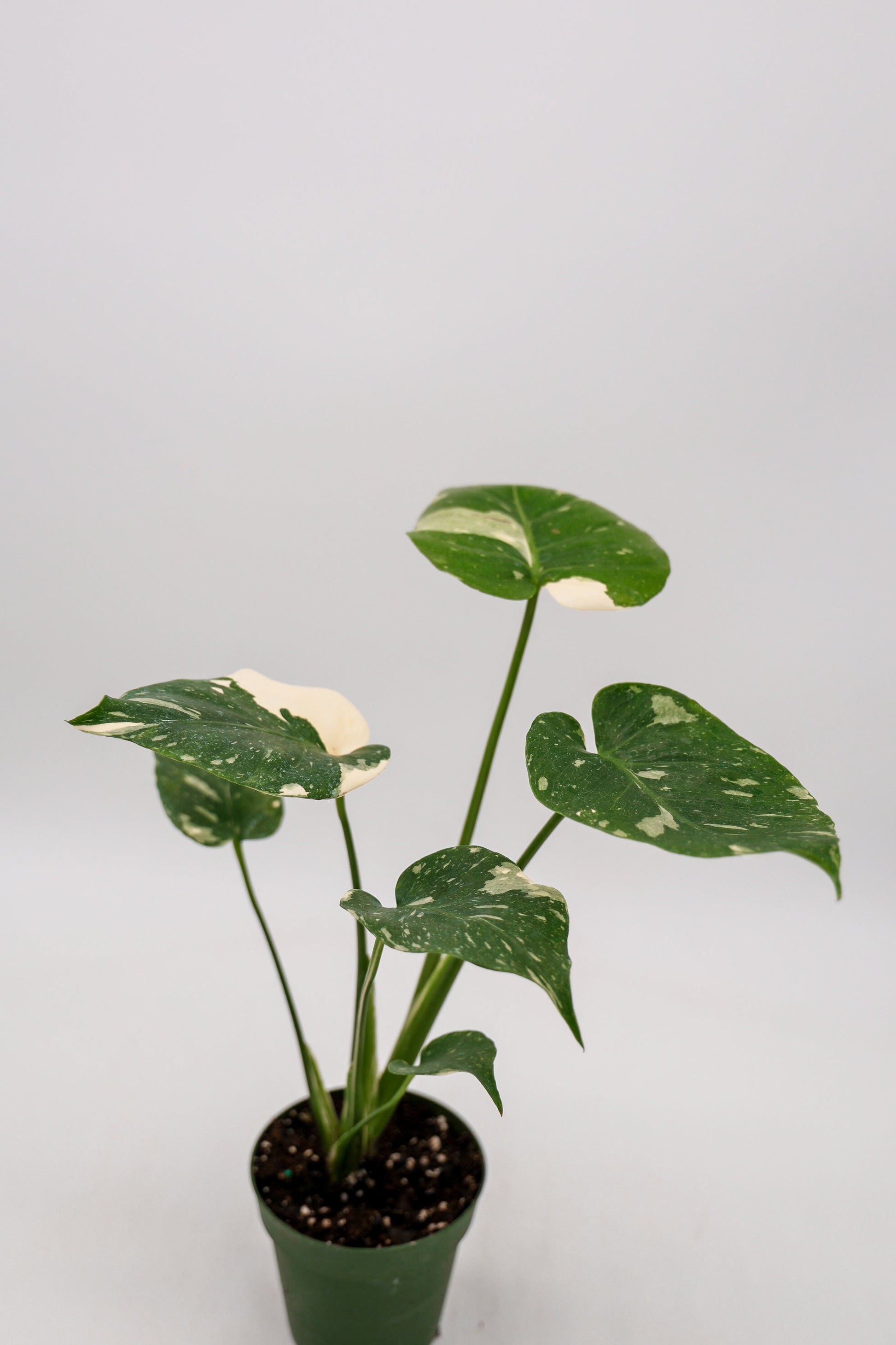 Monstera Thai Constellation in 4 Inch Pot • RARE Tropical Plant for Plant Enthusiast • Live Indoor Houseplant • Variegated Live Plants