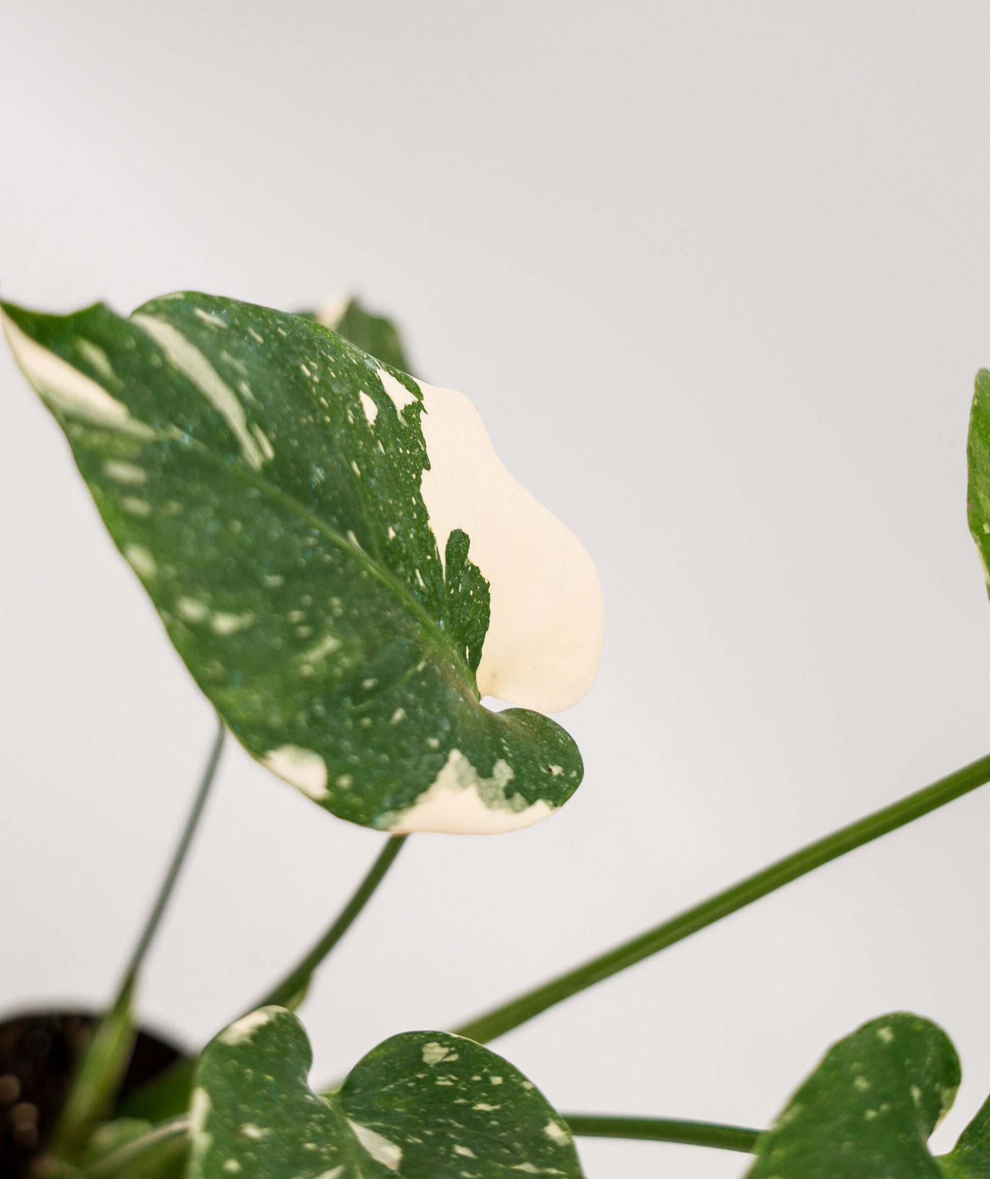 Monstera Thai Constellation in 4 Inch Pot • RARE Tropical Plant for Plant Enthusiast • Live Indoor Houseplant • Variegated Live Plants
