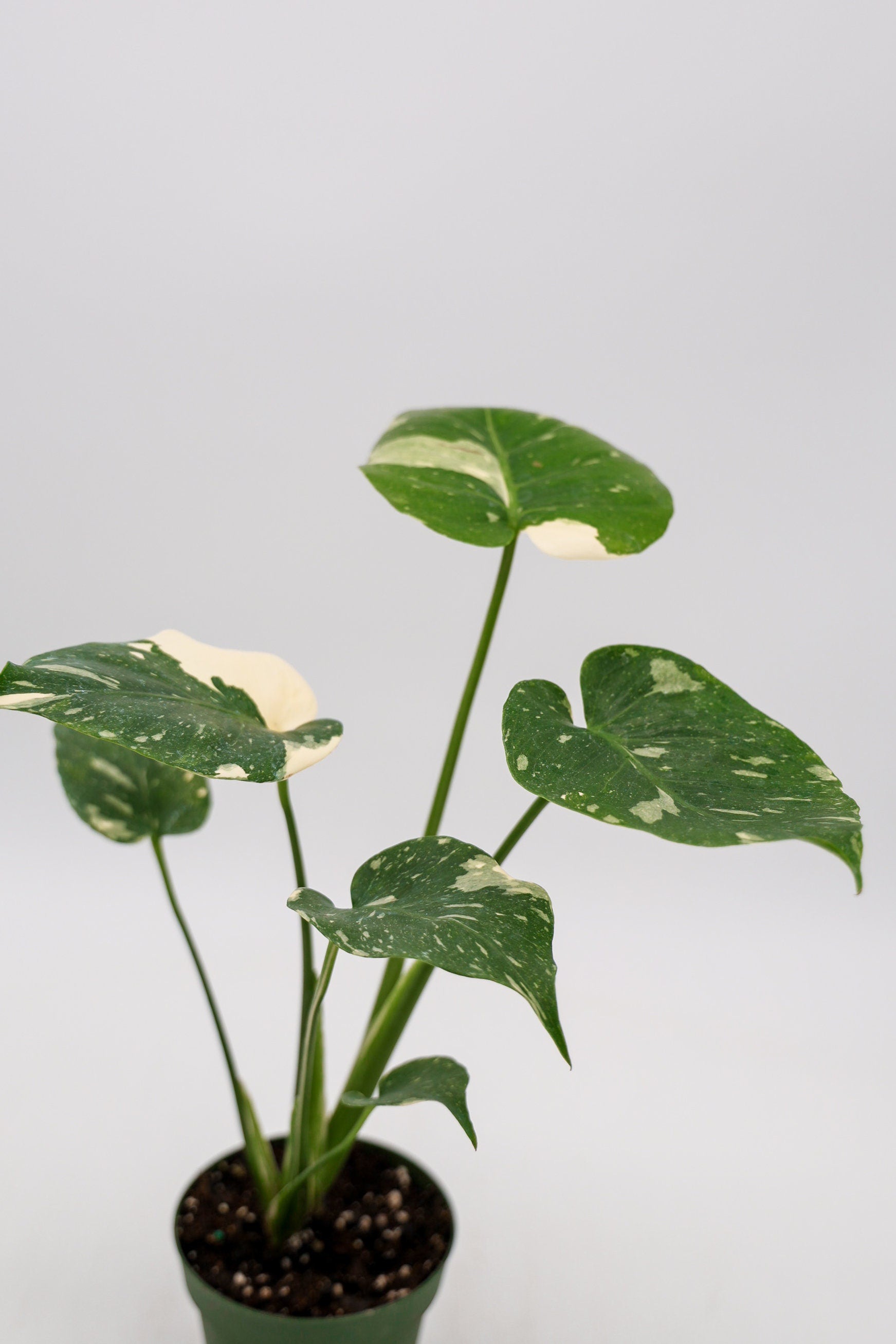 Monstera Thai Constellation in 4 Inch Pot • RARE Tropical Plant for Plant Enthusiast • Live Indoor Houseplant • Variegated Live Plants
