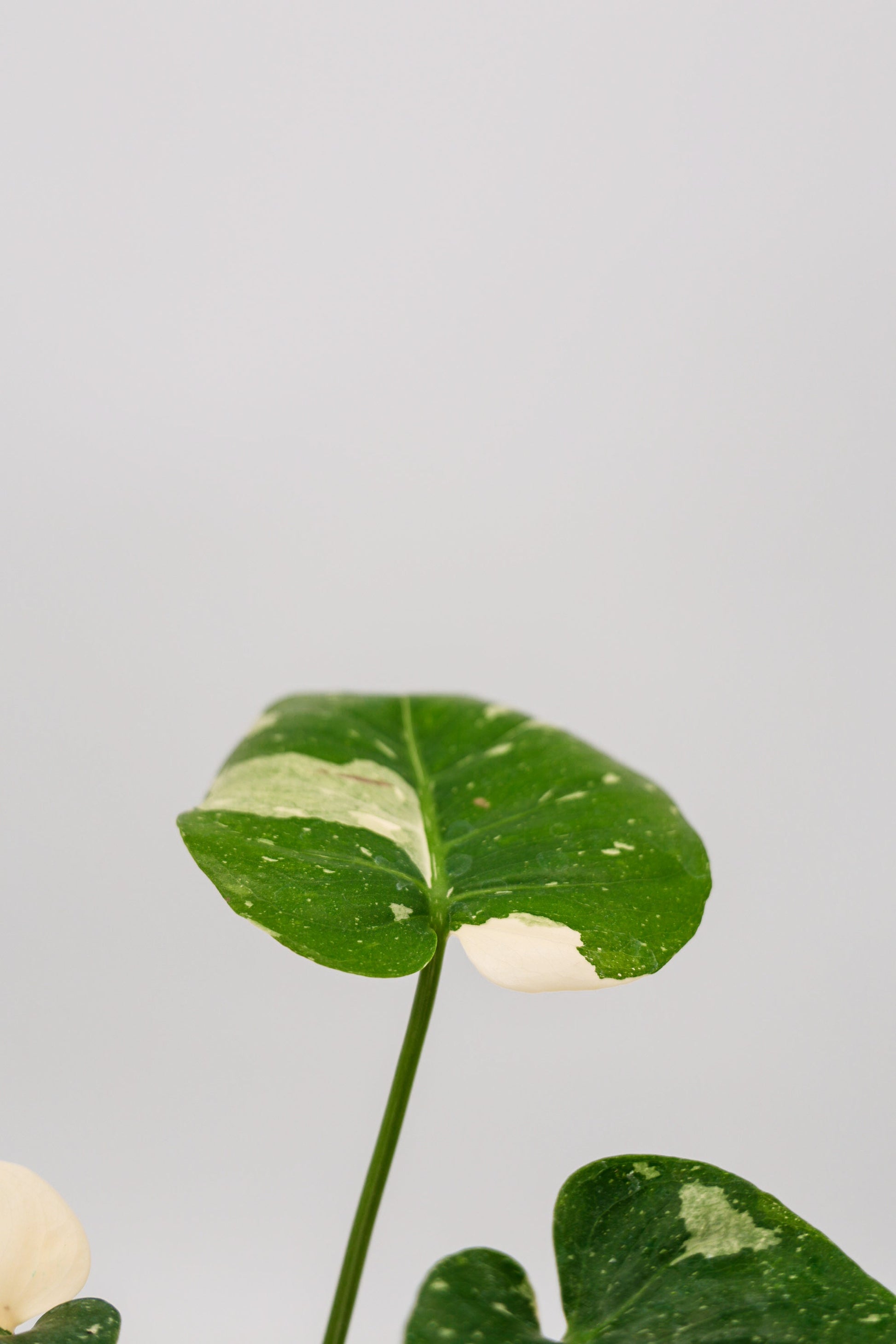 Monstera Thai Constellation in 4 Inch Pot • RARE Tropical Plant for Plant Enthusiast • Live Indoor Houseplant • Variegated Live Plants