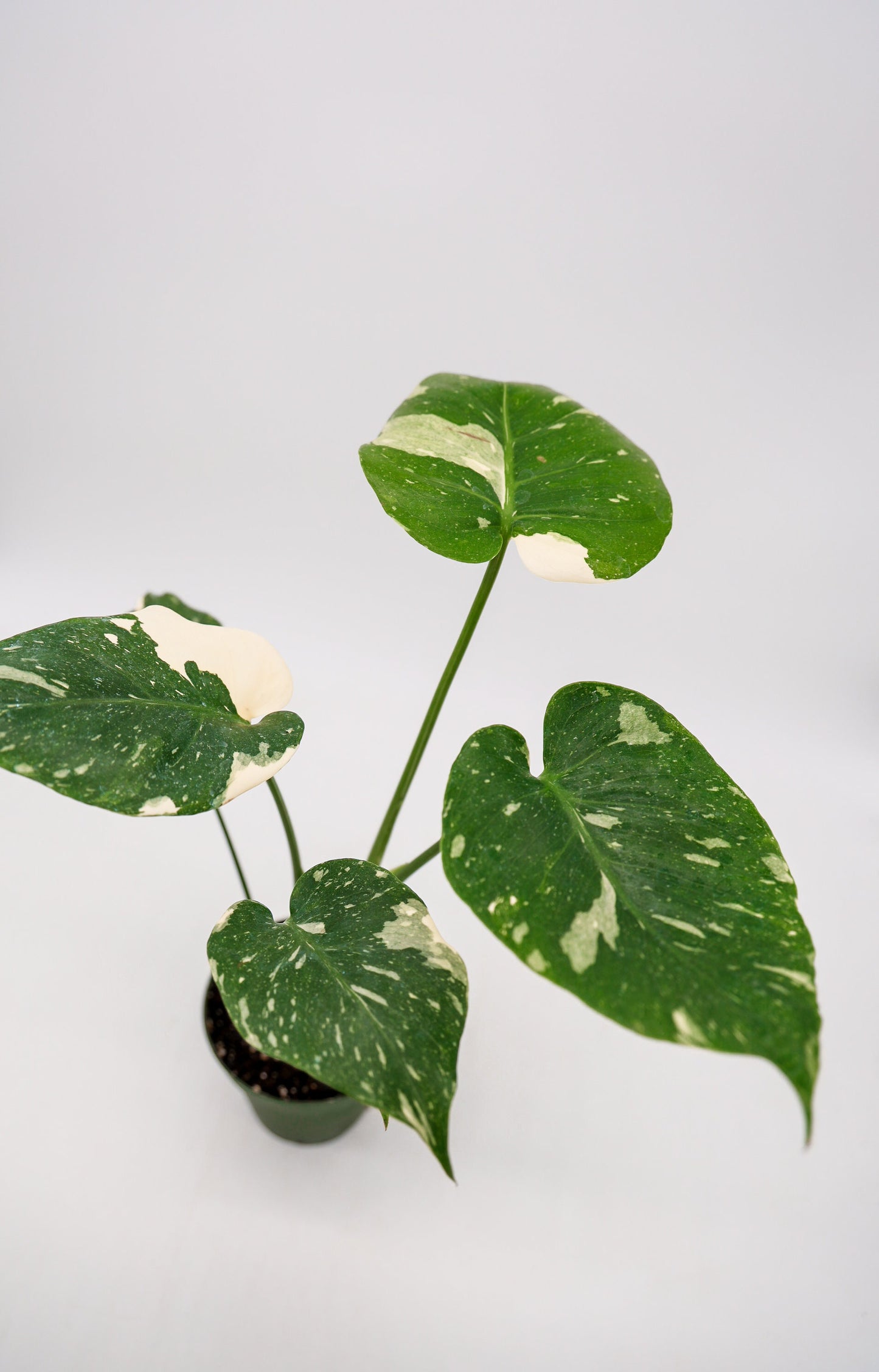 Monstera Thai Constellation in 4 Inch Pot • RARE Tropical Plant for Plant Enthusiast • Live Indoor Houseplant • Variegated Live Plants
