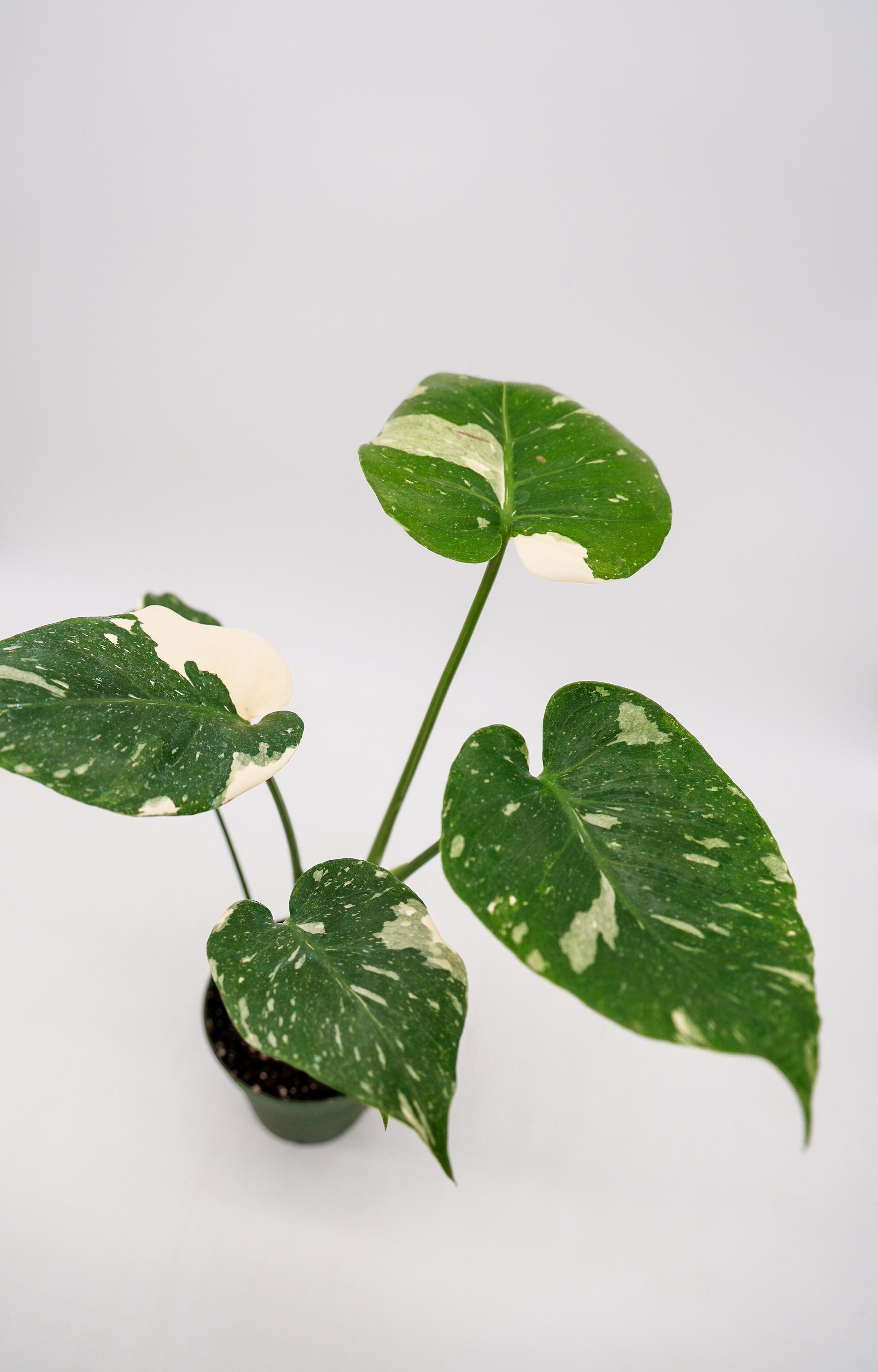 Monstera Thai Constellation in 4 Inch Pot • RARE Tropical Plant for Plant Enthusiast • Live Indoor Houseplant • Variegated Live Plants
