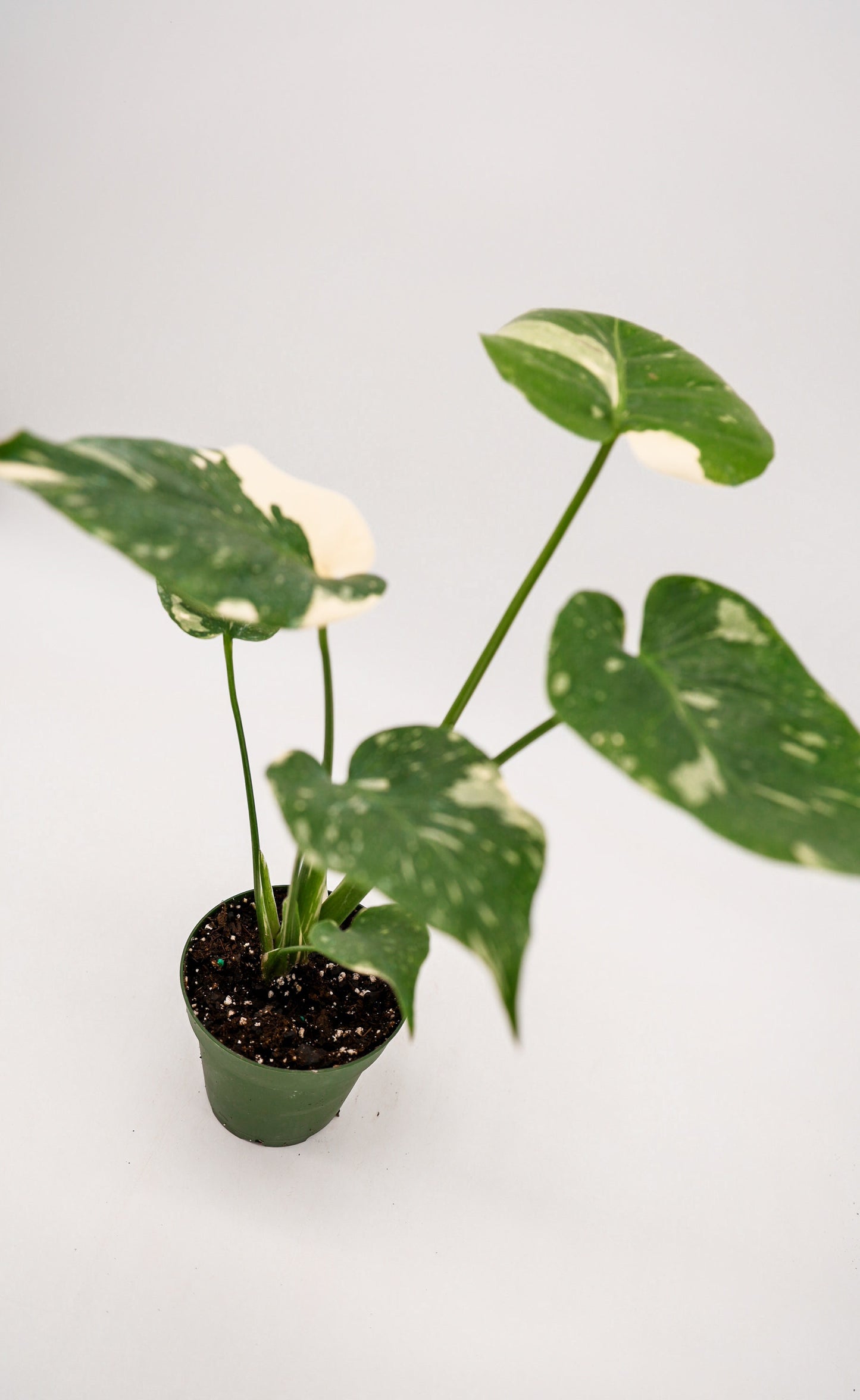 Monstera Thai Constellation in 4 Inch Pot • RARE Tropical Plant for Plant Enthusiast • Live Indoor Houseplant • Variegated Live Plants