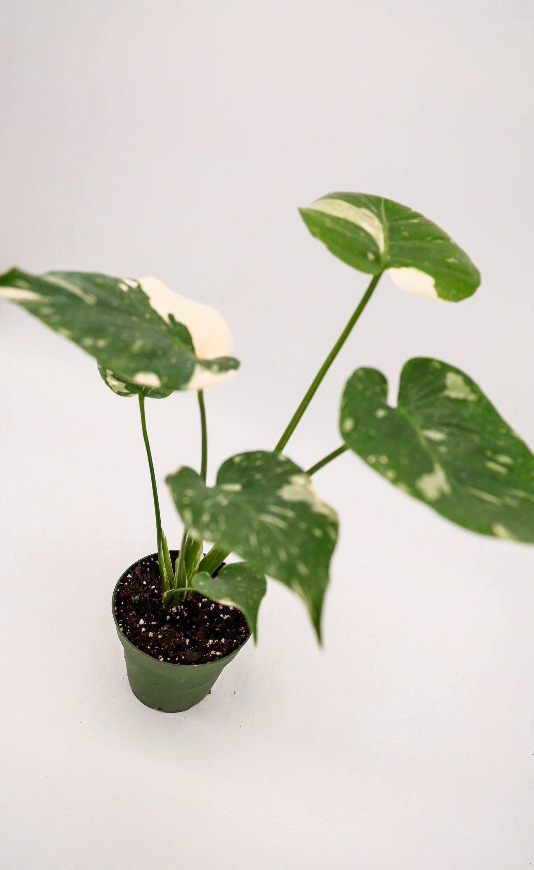 Monstera Thai Constellation in 4 Inch Pot • RARE Tropical Plant for Plant Enthusiast • Live Indoor Houseplant • Variegated Live Plants