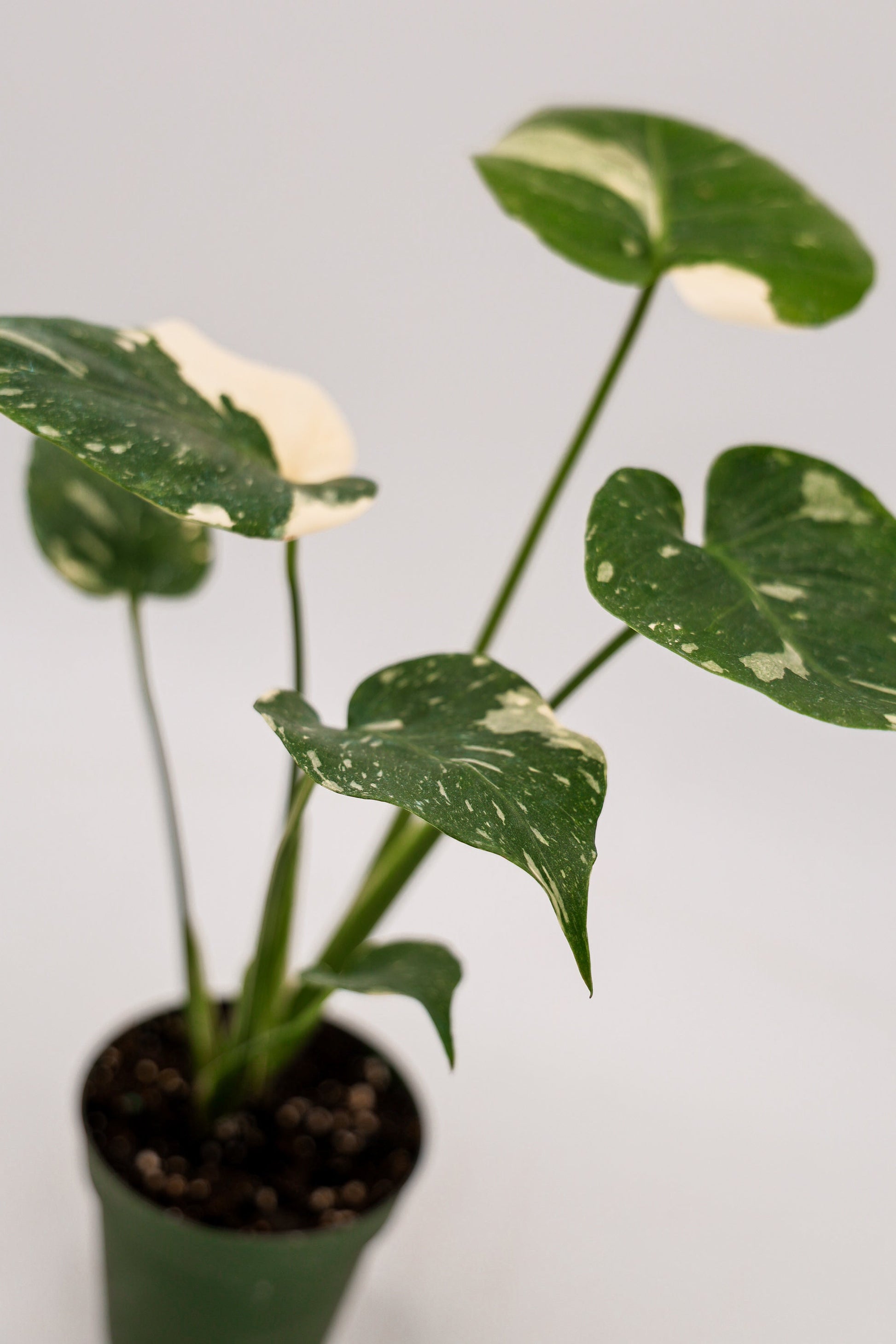 Monstera Thai Constellation in 4 Inch Pot • RARE Tropical Plant for Plant Enthusiast • Live Indoor Houseplant • Variegated Live Plants