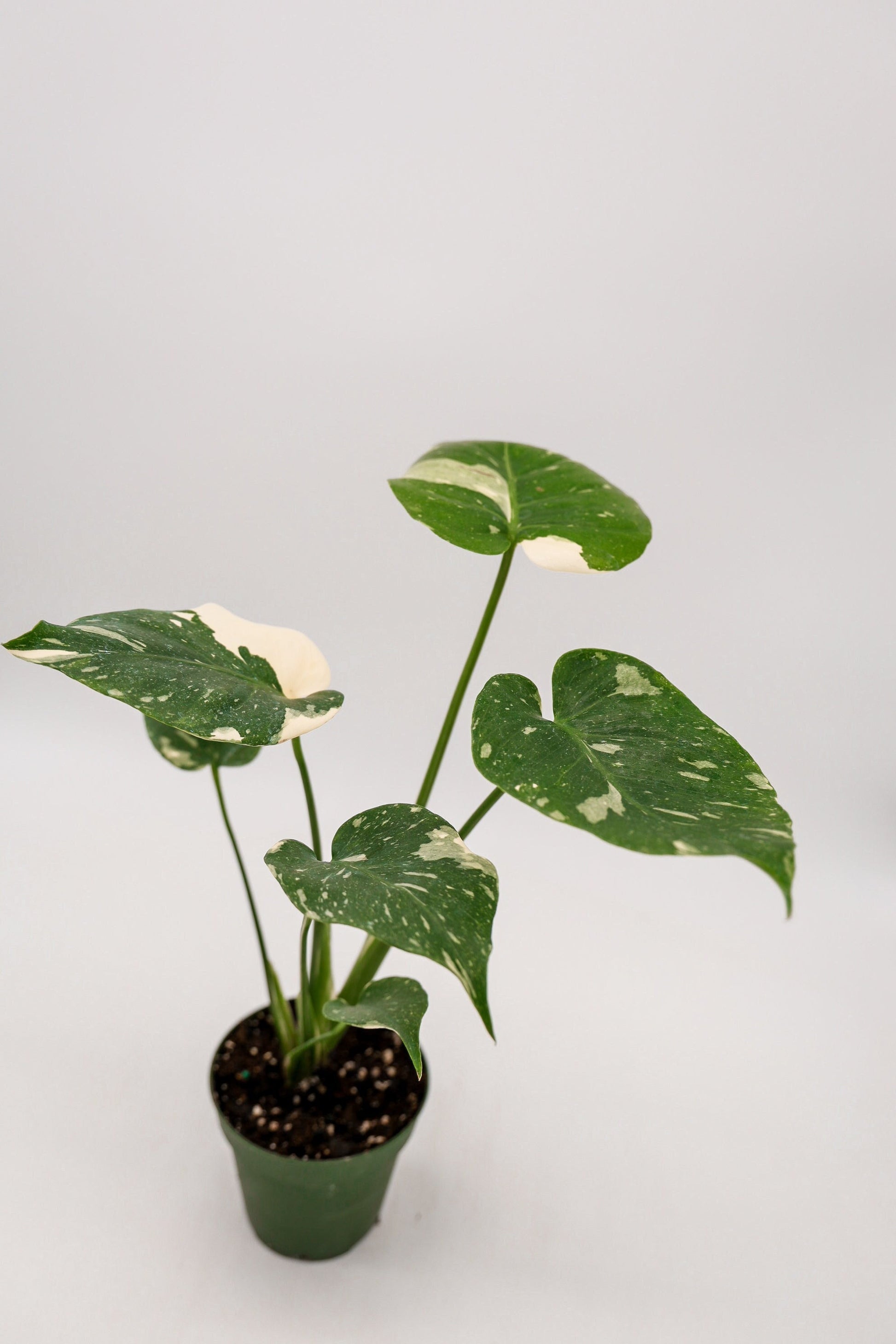 Monstera Thai Constellation in 4 Inch Pot • RARE Tropical Plant for Plant Enthusiast • Live Indoor Houseplant • Variegated Live Plants