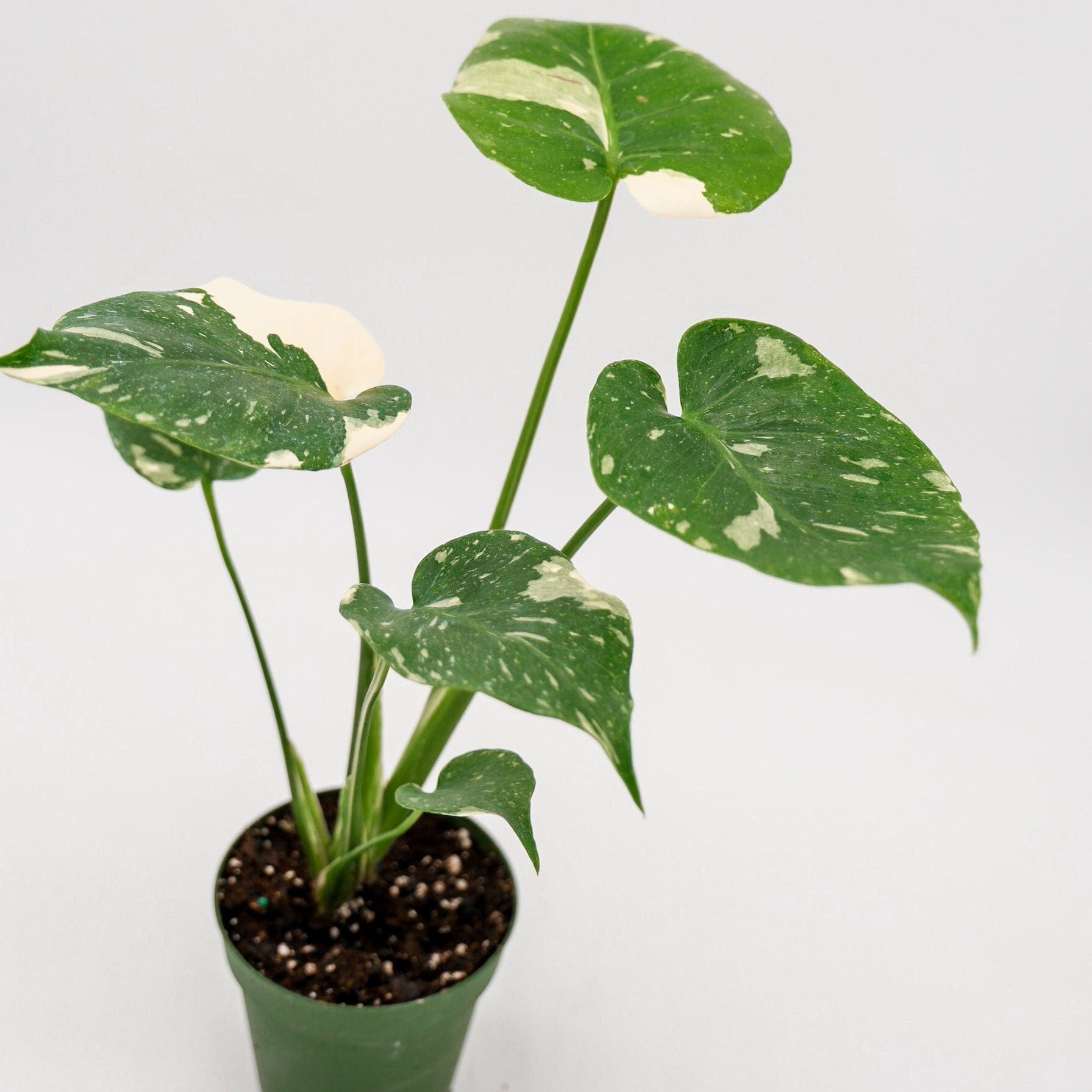 Monstera Thai Constellation in 4 Inch Pot • RARE Tropical Plant for Plant Enthusiast • Live Indoor Houseplant • Variegated Live Plants