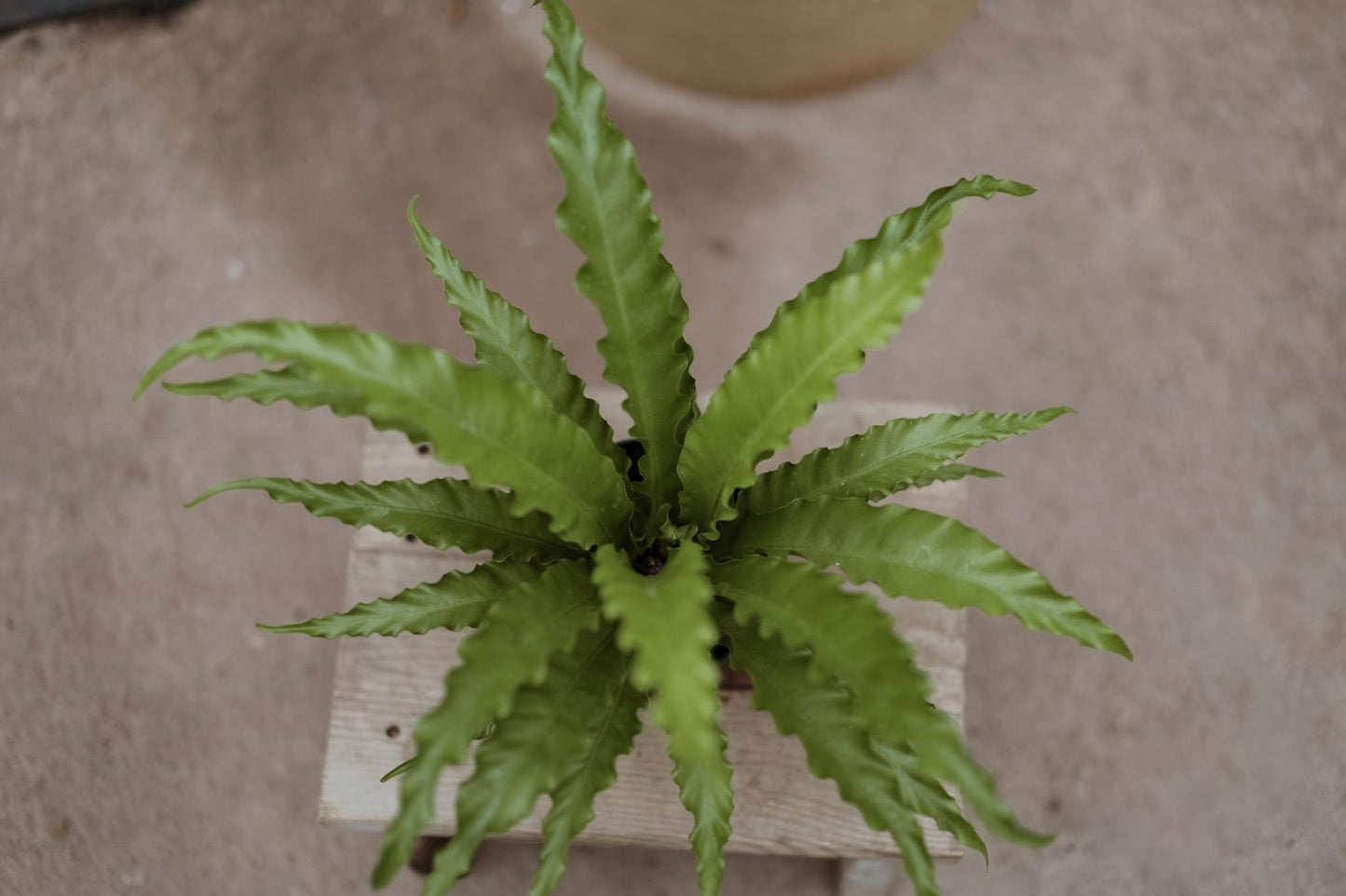 Hurricane Fern for 6 Inch Planter Pot • Asplenium Hurricane • Small Indoor Fern Plant • Live Indoor Houseplant • Unique Plants