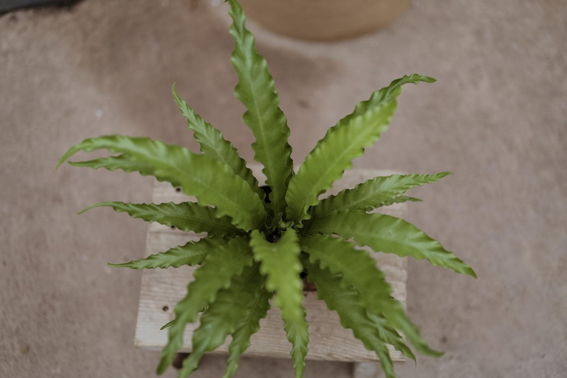 Hurricane Fern for 6 Inch Planter Pot • Asplenium Hurricane • Small Indoor Fern Plant • Live Indoor Houseplant • Unique Plants