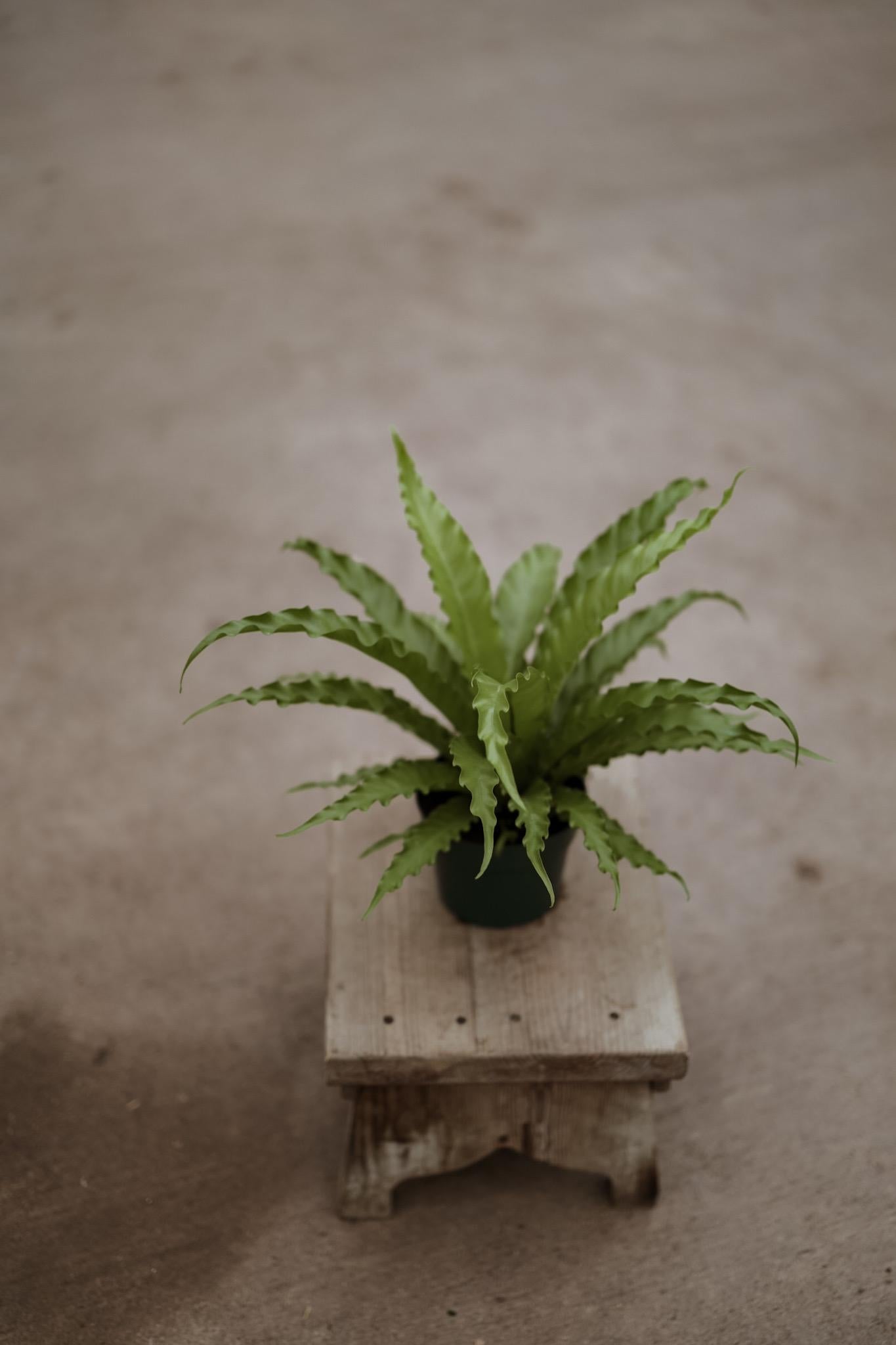 Hurricane Fern for 6 Inch Planter Pot • Asplenium Hurricane • Small Indoor Fern Plant • Live Indoor Houseplant • Unique Plants