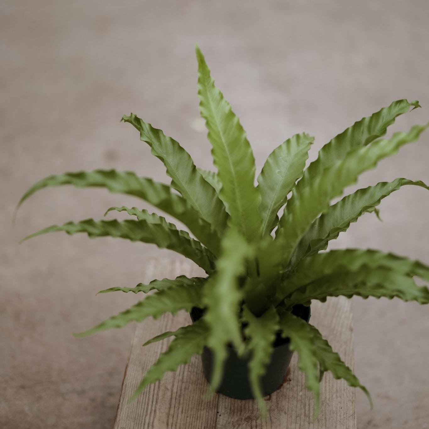 Hurricane Fern for 6 Inch Planter Pot • Asplenium Hurricane • Small Indoor Fern Plant • Live Indoor Houseplant • Unique Plants