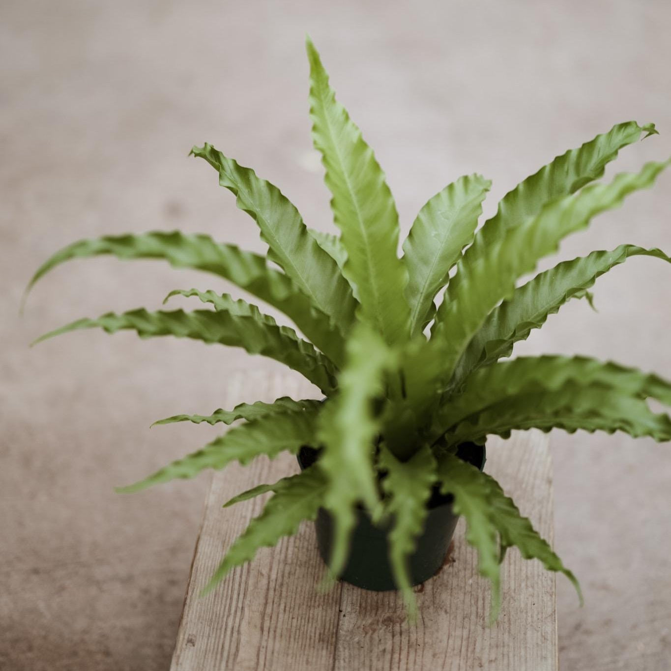 Hurricane Fern for 6 Inch Planter Pot • Asplenium Hurricane • Small Indoor Fern Plant • Live Indoor Houseplant • Unique Plants