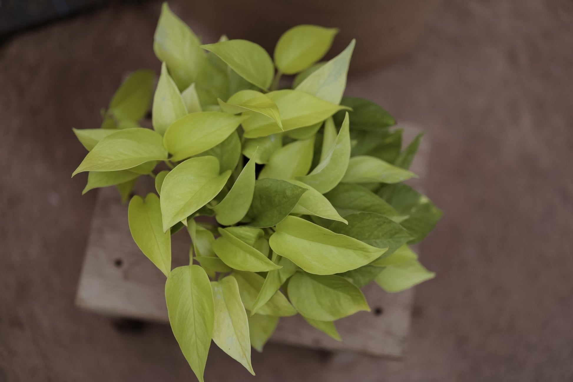 6" Neon Pothos • Epipremnum Pinnatum Live Plant • Easy Plant • Trailing Plants • Vine Plant • Tropical Climbing House Plant