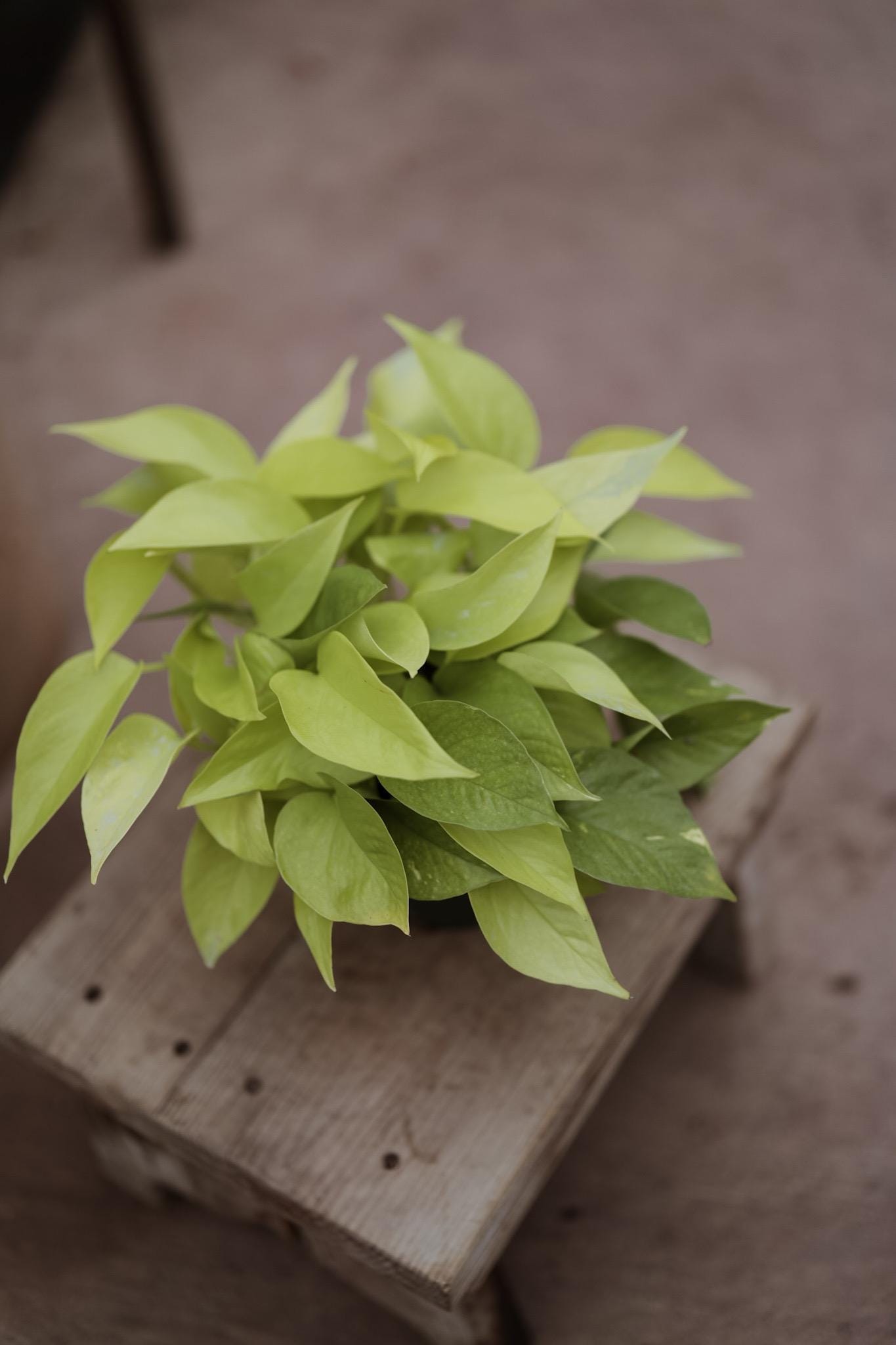 6" Neon Pothos • Epipremnum Pinnatum Live Plant • Easy Plant • Trailing Plants • Vine Plant • Tropical Climbing House Plant