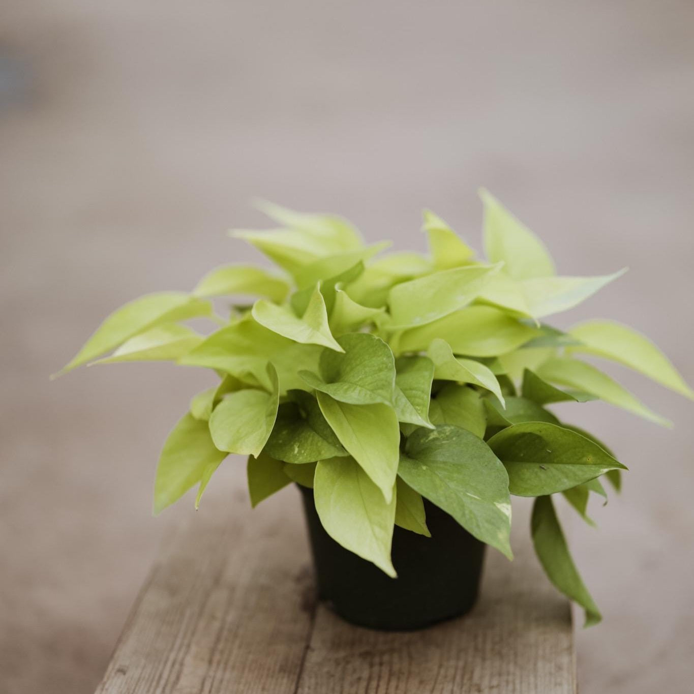 6" Neon Pothos • Epipremnum Pinnatum Live Plant • Easy Plant • Trailing Plants • Vine Plant • Tropical Climbing House Plant
