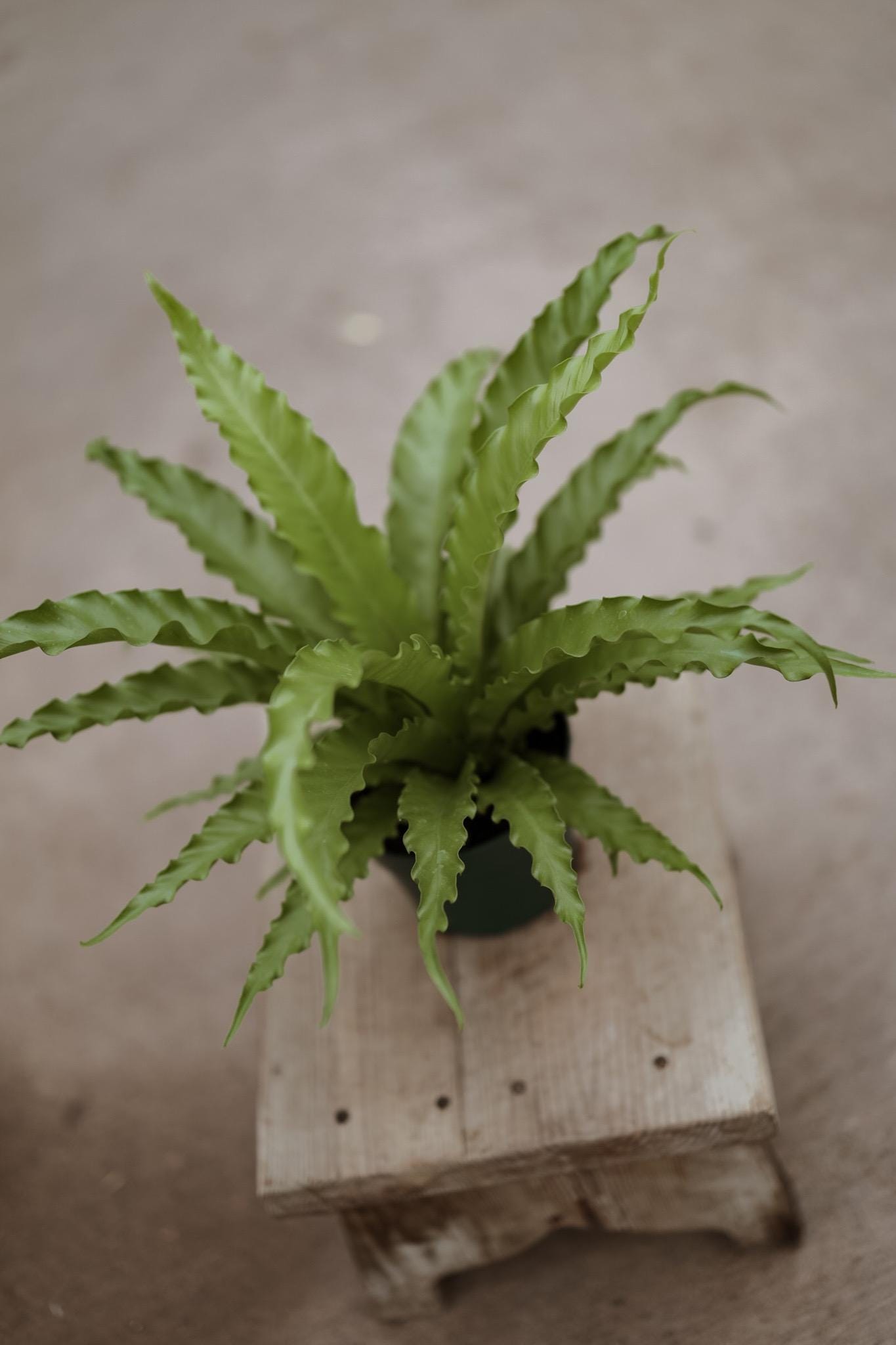 Hurricane Fern for 6 Inch Planter Pot • Asplenium Hurricane • Small Indoor Fern Plant • Live Indoor Houseplant • Unique Plants