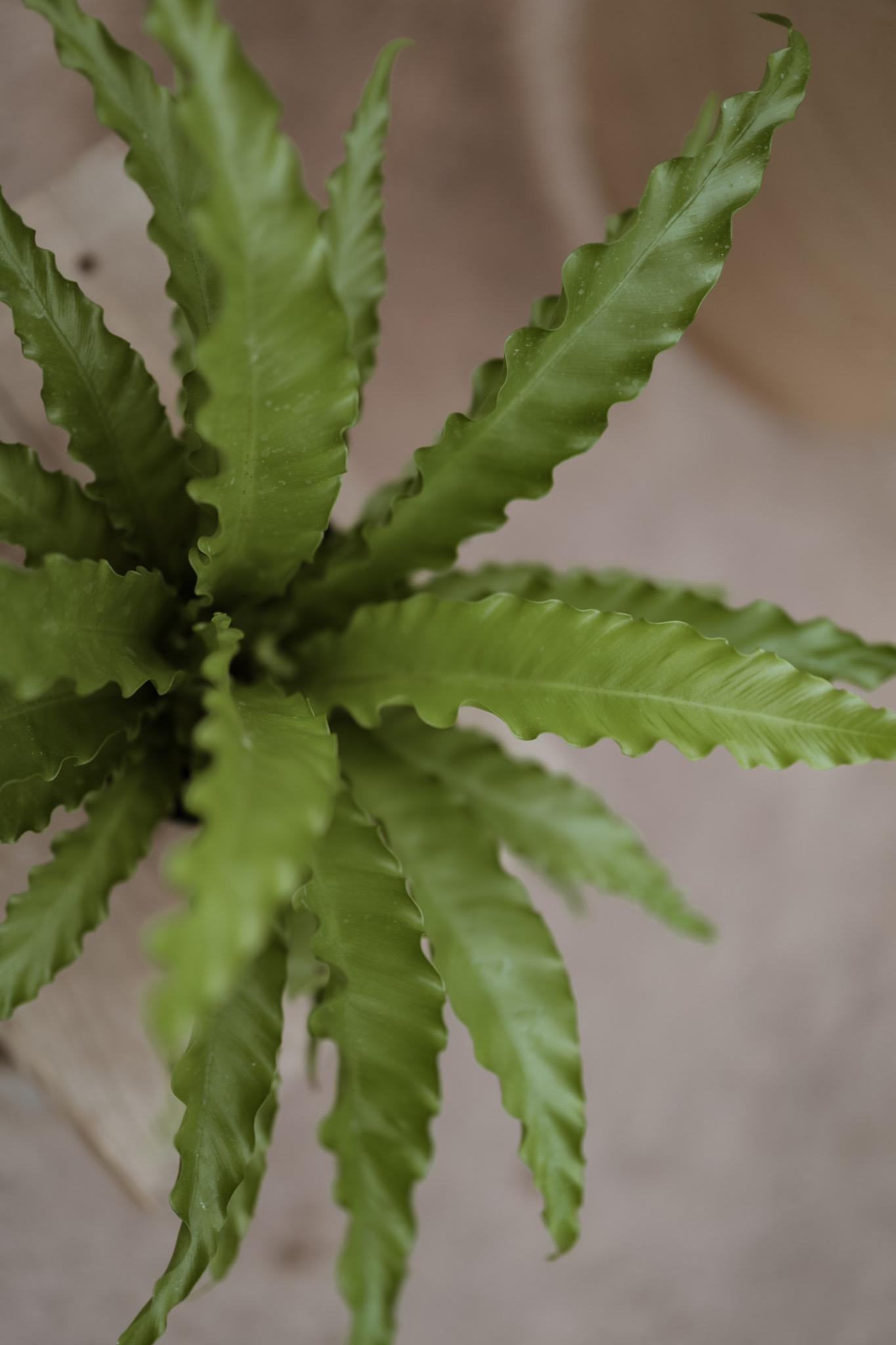 Hurricane Fern for 6 Inch Planter Pot • Asplenium Hurricane • Small Indoor Fern Plant • Live Indoor Houseplant • Unique Plants