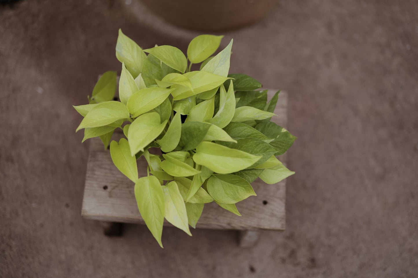 6" Neon Pothos • Epipremnum Pinnatum Live Plant • Easy Plant • Trailing Plants • Vine Plant • Tropical Climbing House Plant