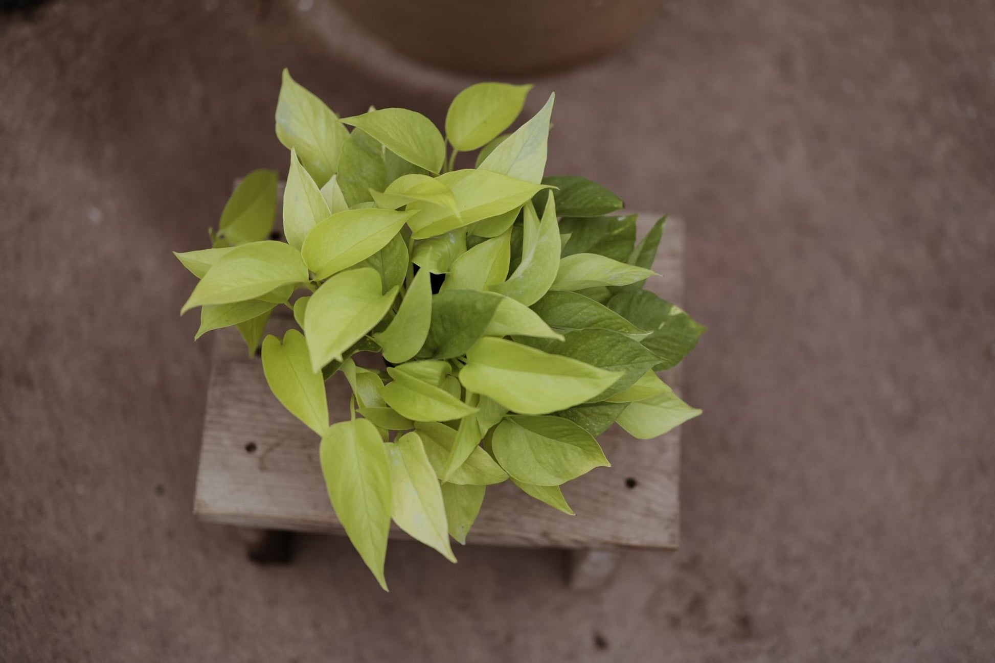 6" Neon Pothos • Epipremnum Pinnatum Live Plant • Easy Plant • Trailing Plants • Vine Plant • Tropical Climbing House Plant