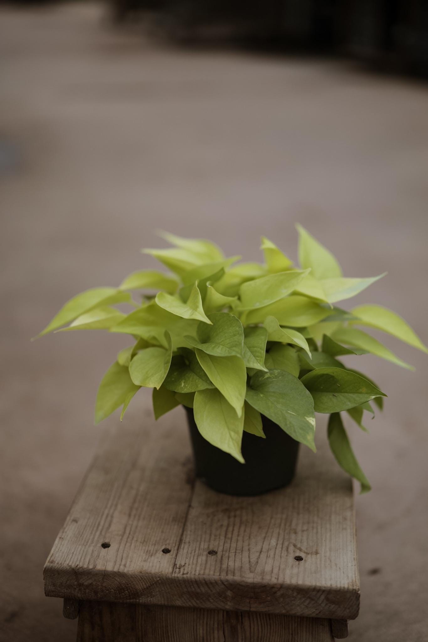 6" Neon Pothos • Epipremnum Pinnatum Live Plant • Easy Plant • Trailing Plants • Vine Plant • Tropical Climbing House Plant