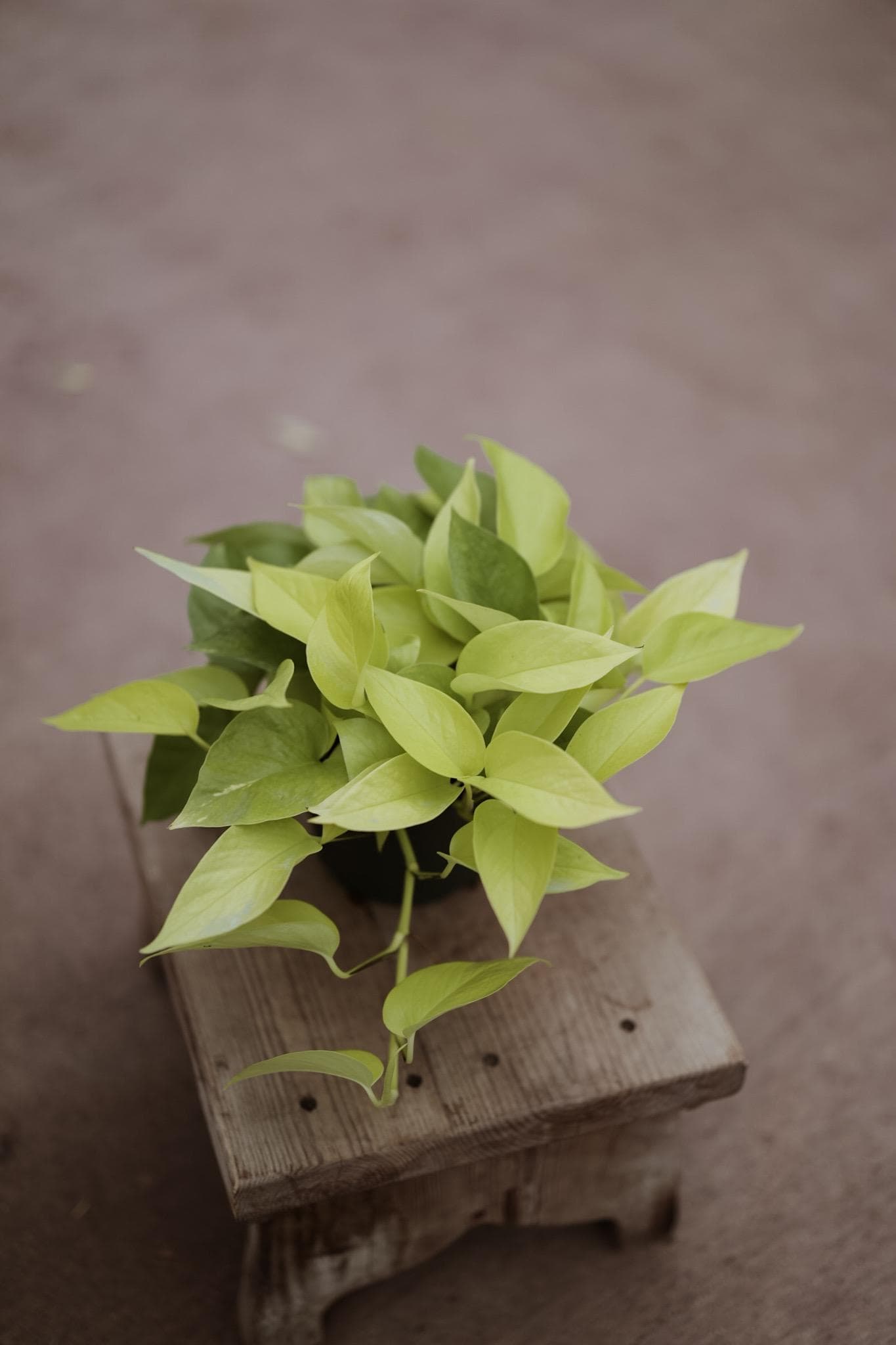6" Neon Pothos • Epipremnum Pinnatum Live Plant • Easy Plant • Trailing Plants • Vine Plant • Tropical Climbing House Plant