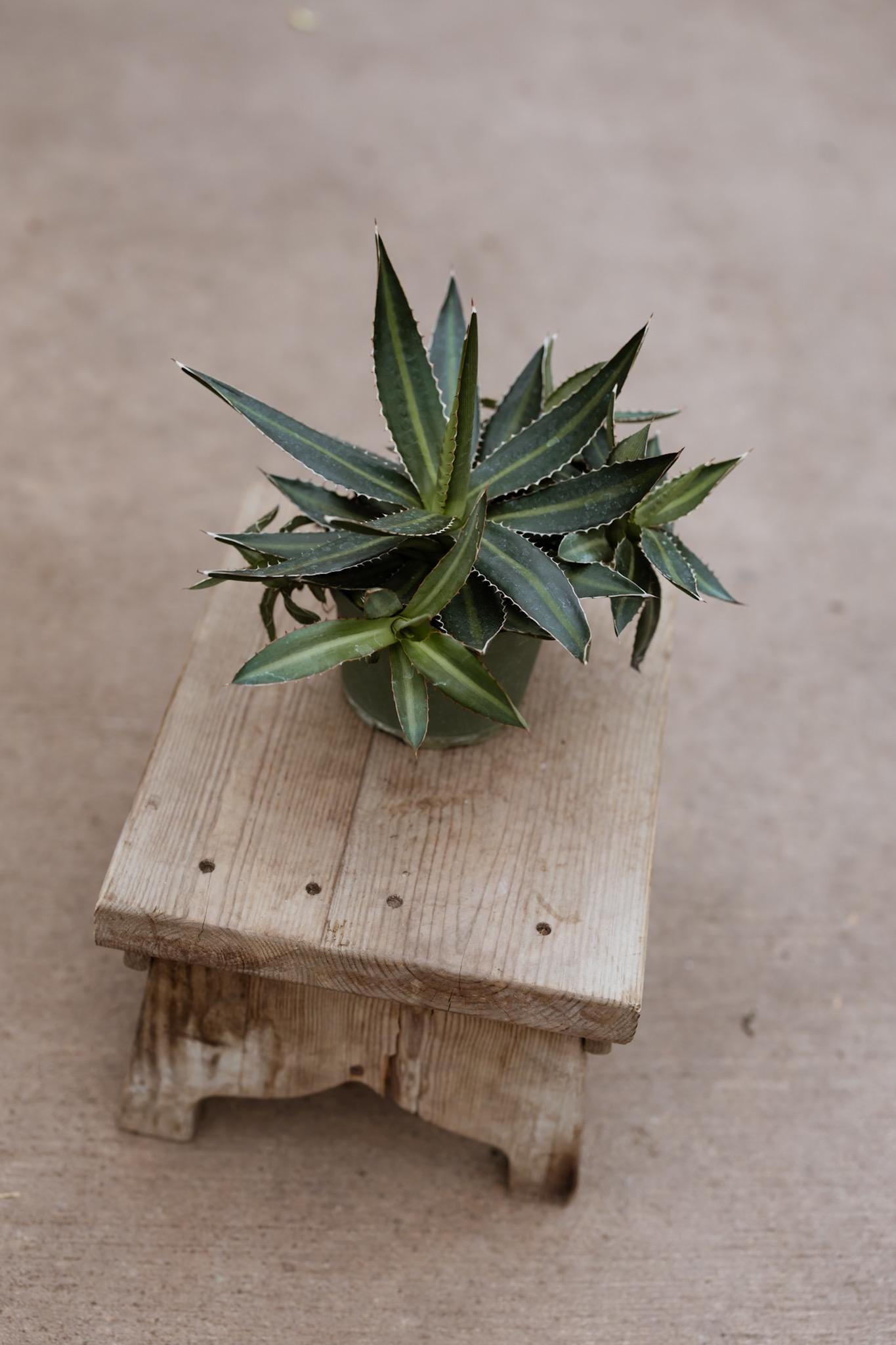 6" Agave Live Plant • Large Live Succulent • Indoor House Plant • Drought Tolerant Easy Care • Succulent Gift for Plant Lover • Garden Plant