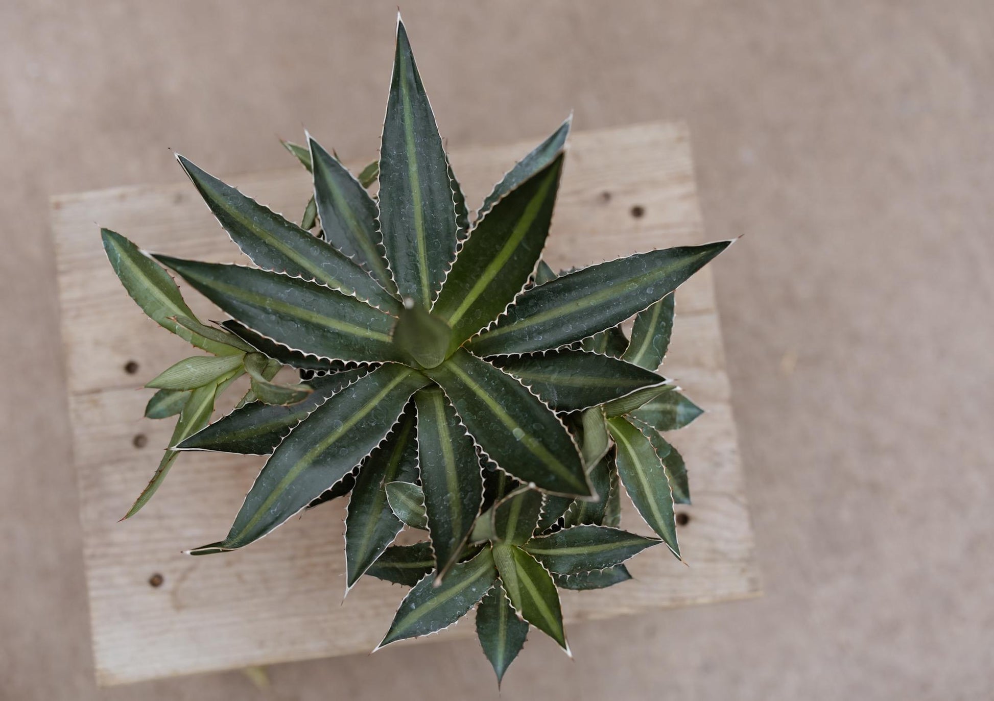 6" Agave Live Plant • Large Live Succulent • Indoor House Plant • Drought Tolerant Easy Care • Succulent Gift for Plant Lover • Garden Plant