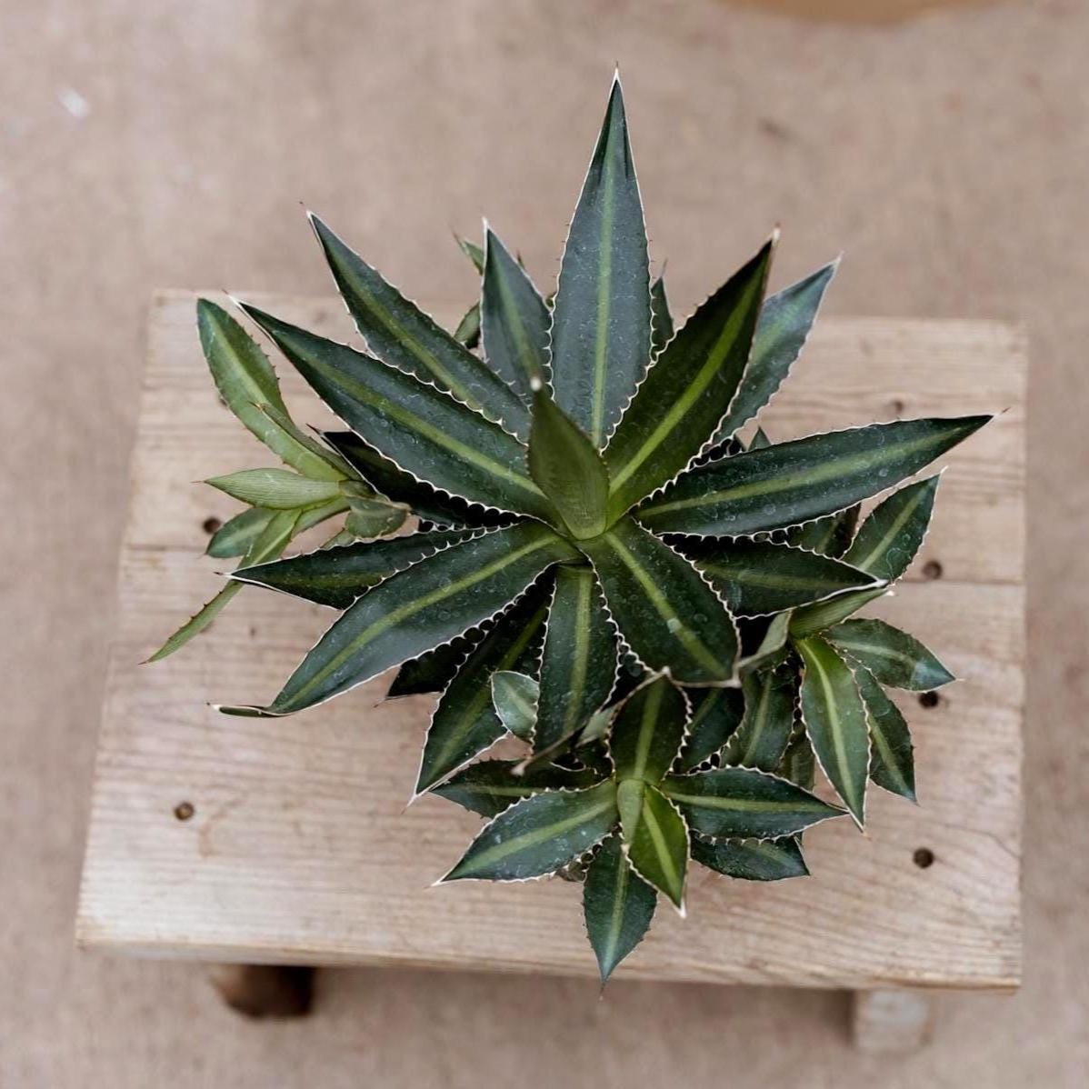 6" Agave Live Plant • Large Live Succulent • Indoor House Plant • Drought Tolerant Easy Care • Succulent Gift for Plant Lover • Garden Plant